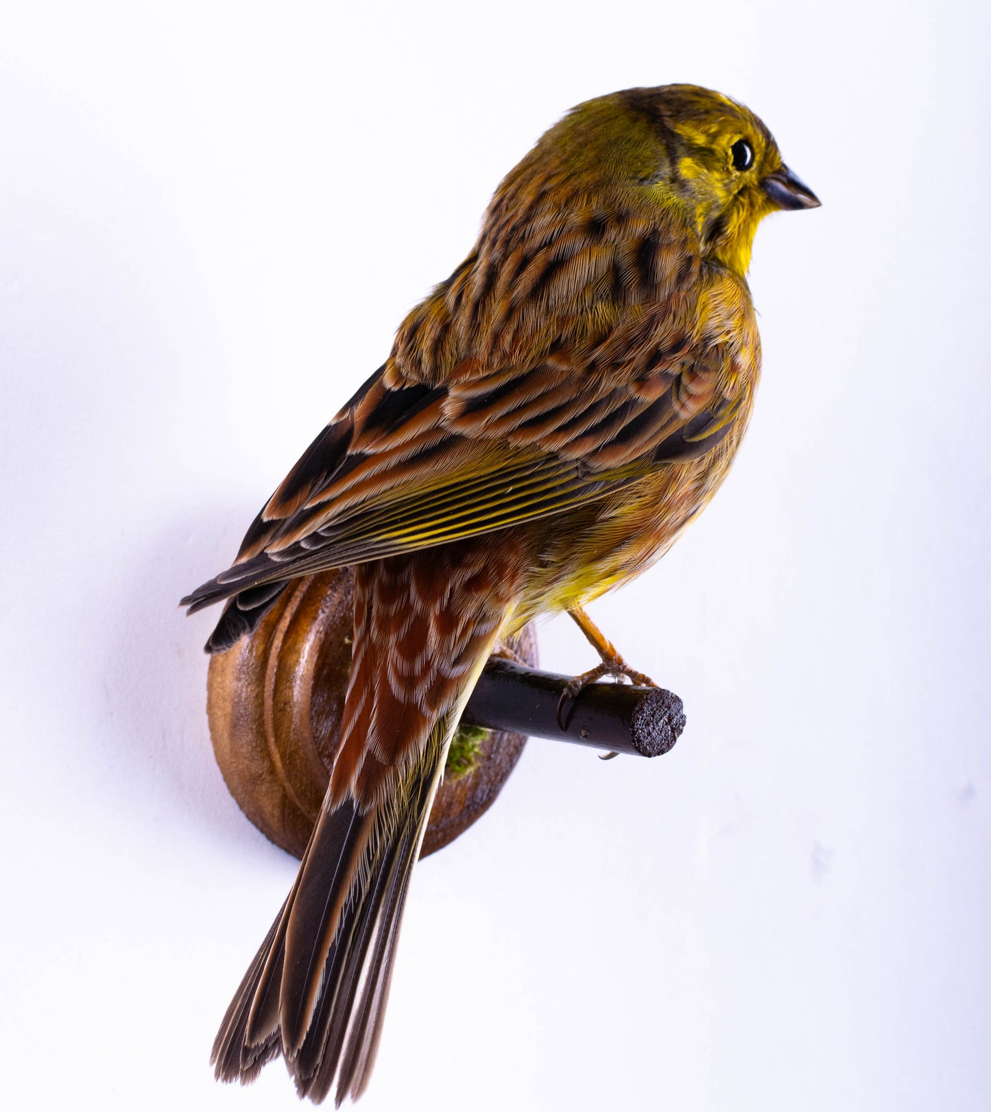 Yellowhammer Taxidermy Wall Mount