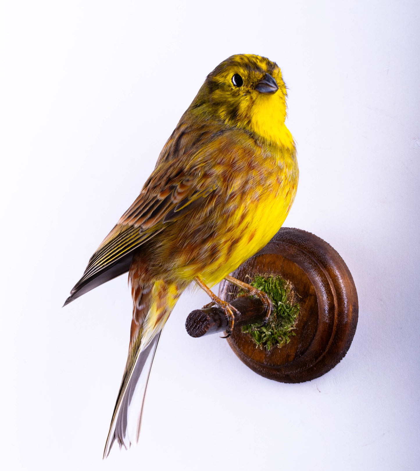 Yellowhammer Taxidermy Wall Mount