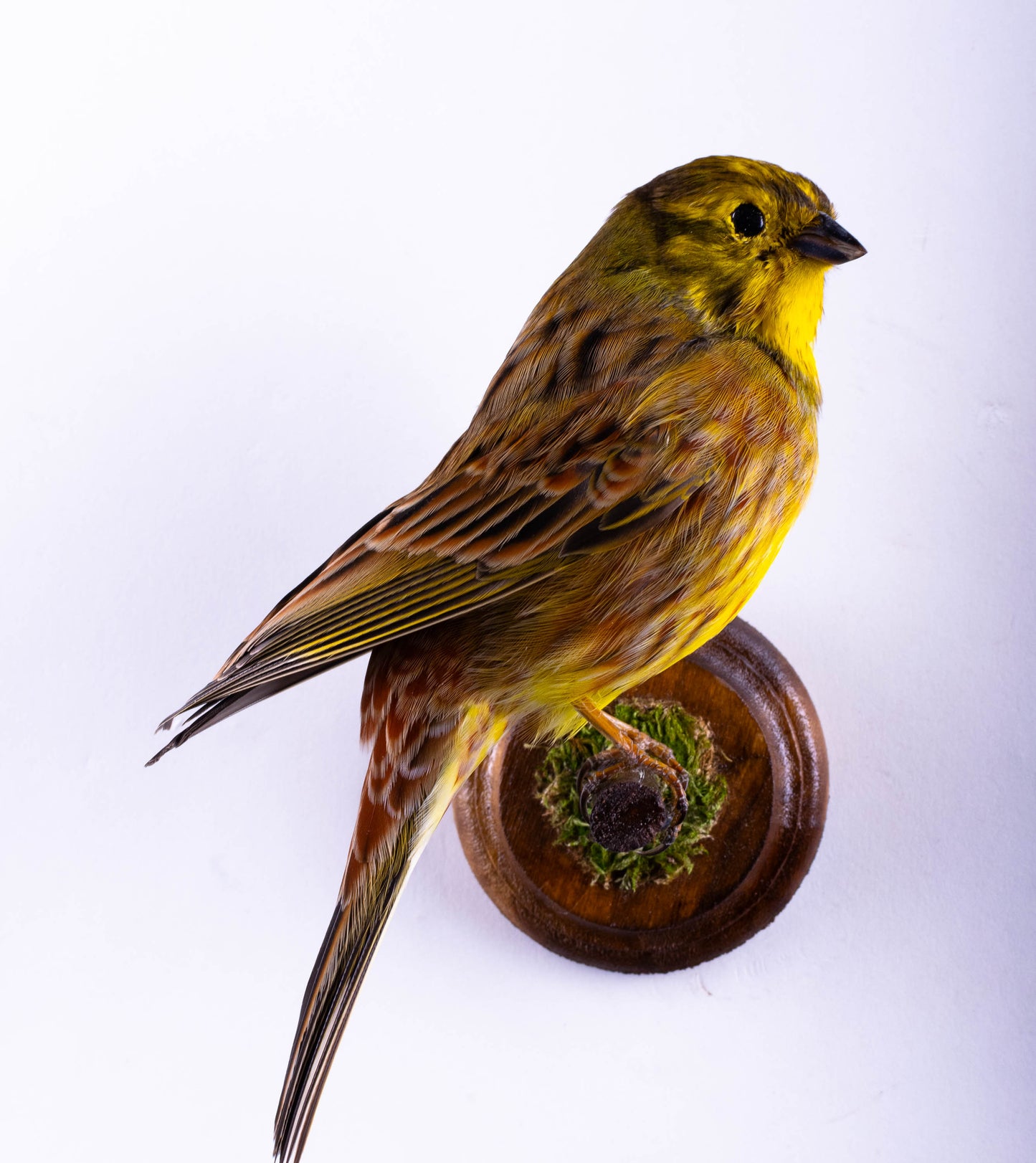 Yellowhammer Taxidermy Wall Mount
