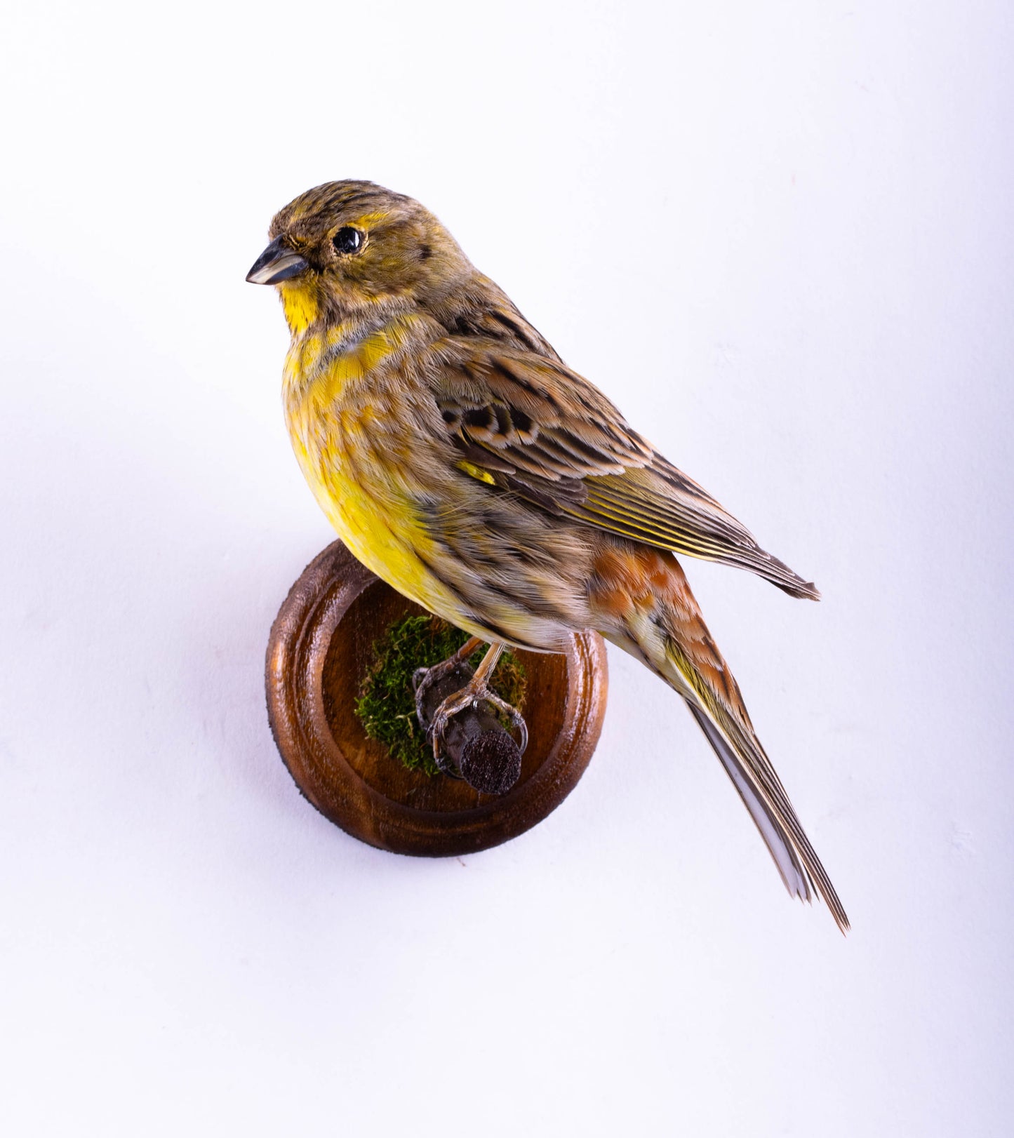 Yellowhammer Taxidermy Wall Mount For Sale