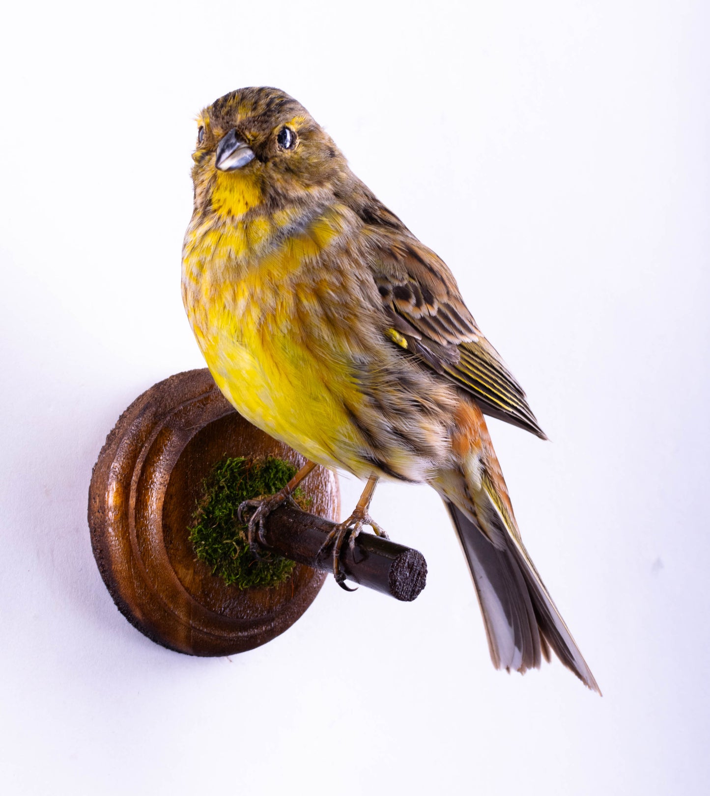 Yellowhammer Taxidermy Wall Mount For Sale