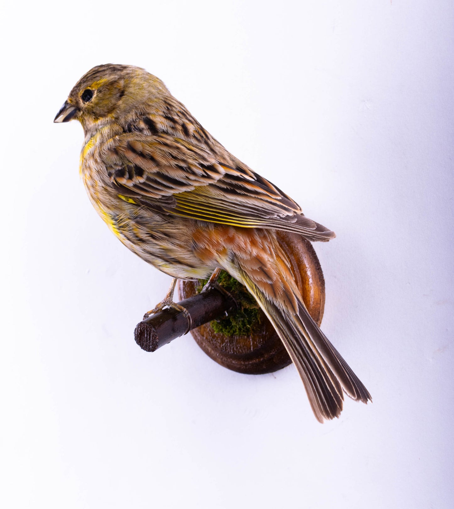 Yellowhammer Taxidermy Wall Mount For Sale