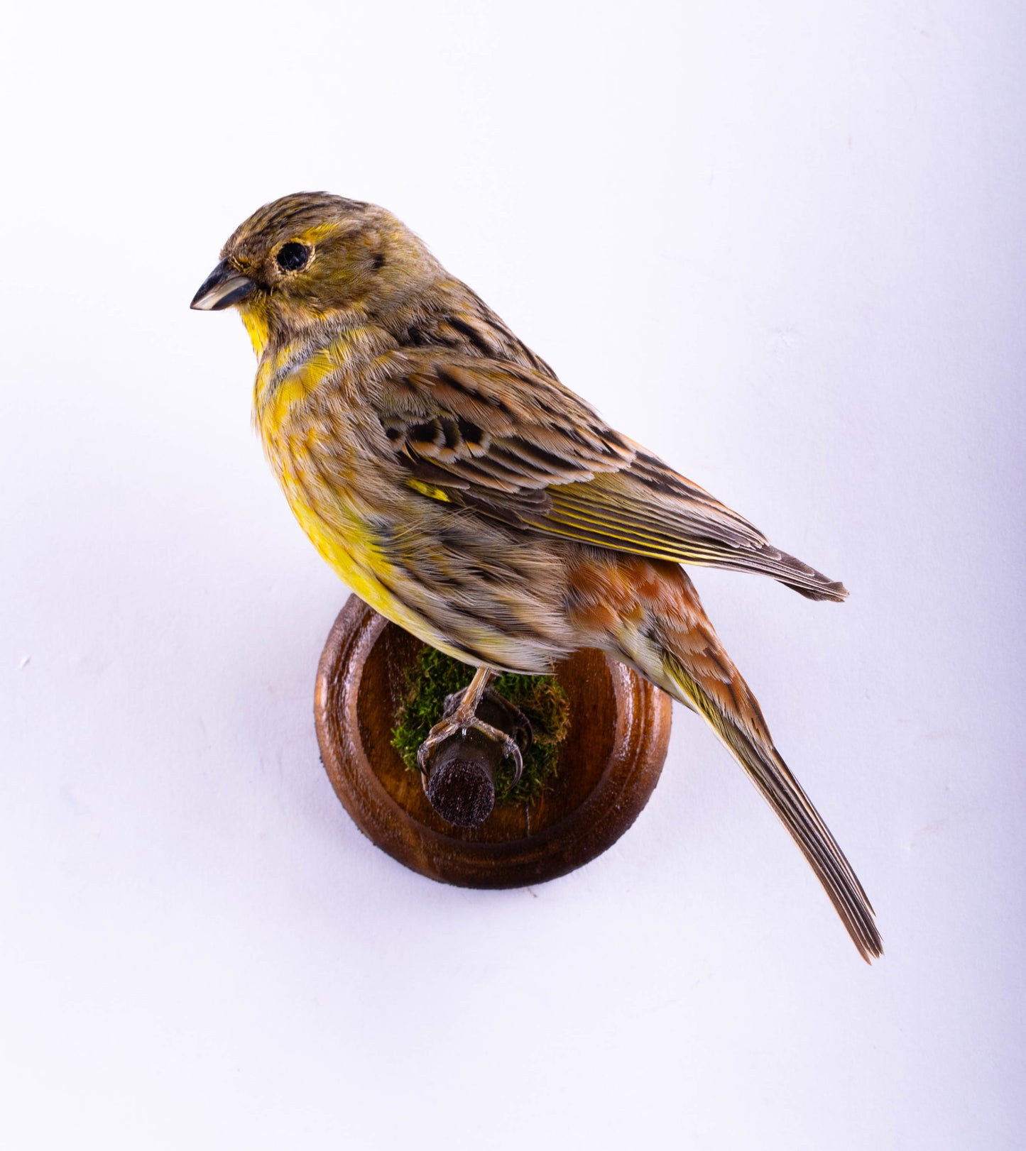 Yellowhammer Taxidermy Wall Mount For Sale
