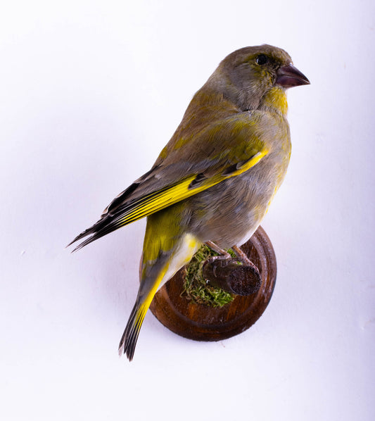 Greenfinch Taxidermy Wall Mount For Sale
