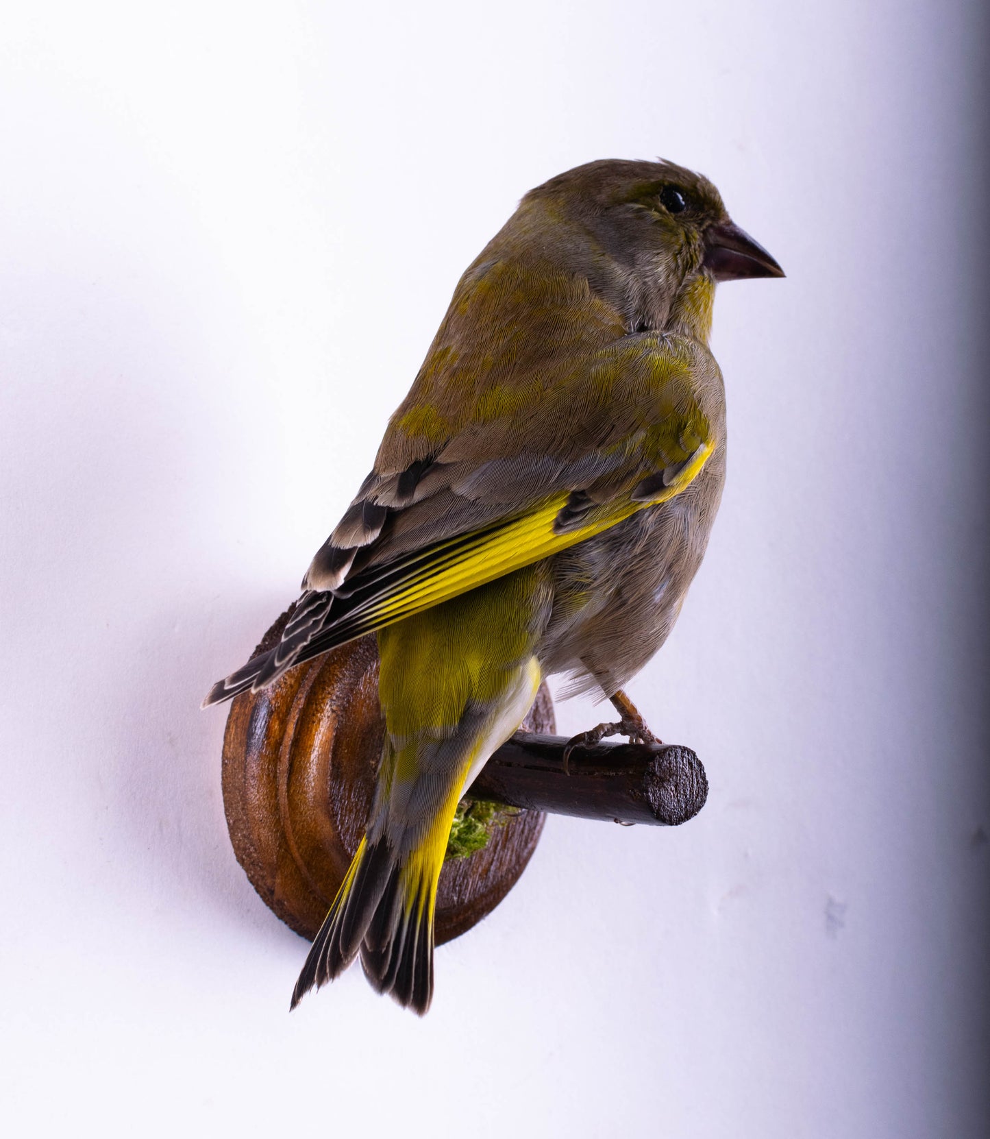 Greenfinch Taxidermy Wall Mount For Sale