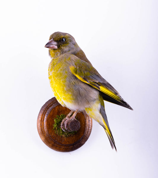 Greenfinch Taxidermy Wall Mount For Sale