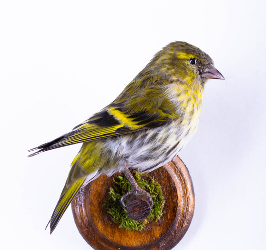 Siskin Taxidermy Wall Mount For Sale