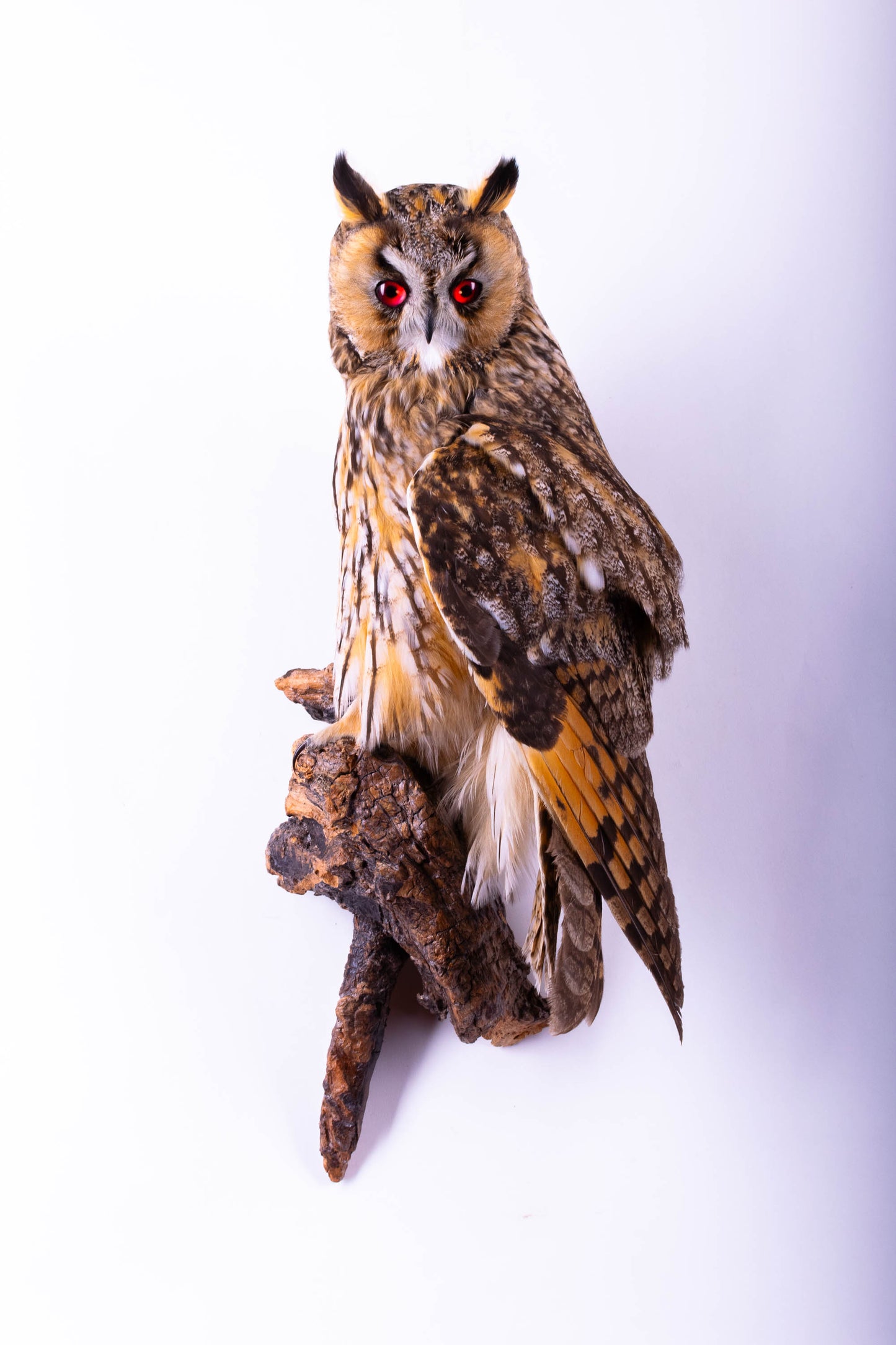 Taxidermy Long-eared owl Wall Mount