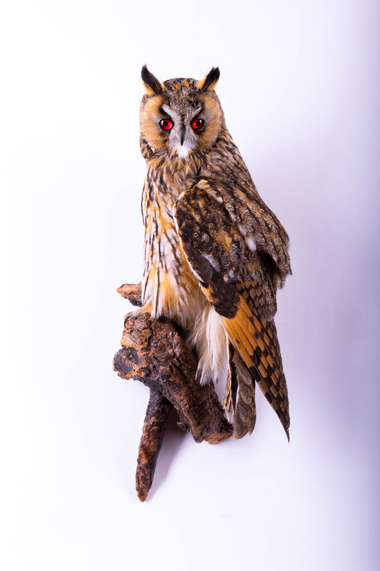 Taxidermy Long-eared owl Wall Mount