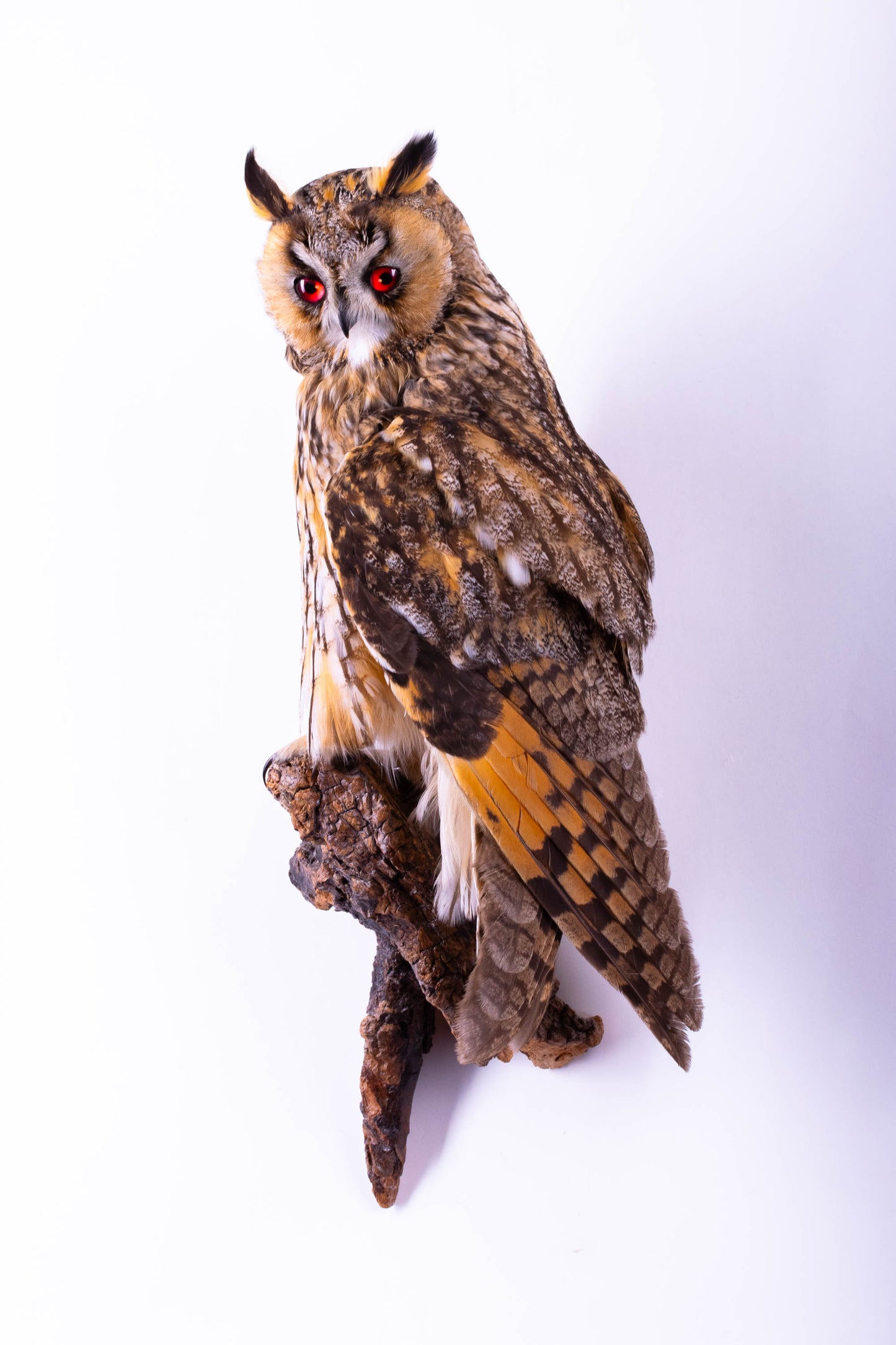 Taxidermy Long-eared owl Wall Mount
