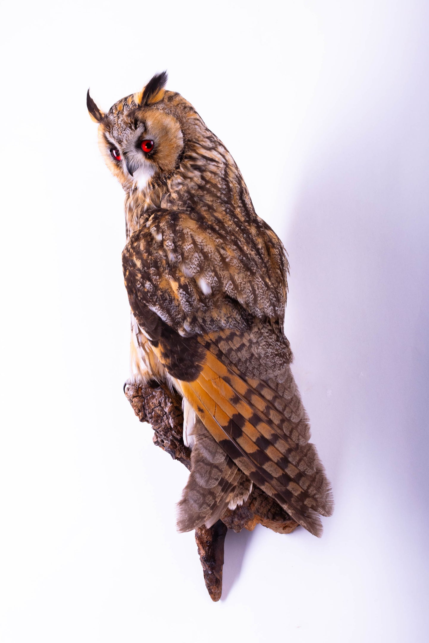 Taxidermy Long-eared owl Wall Mount