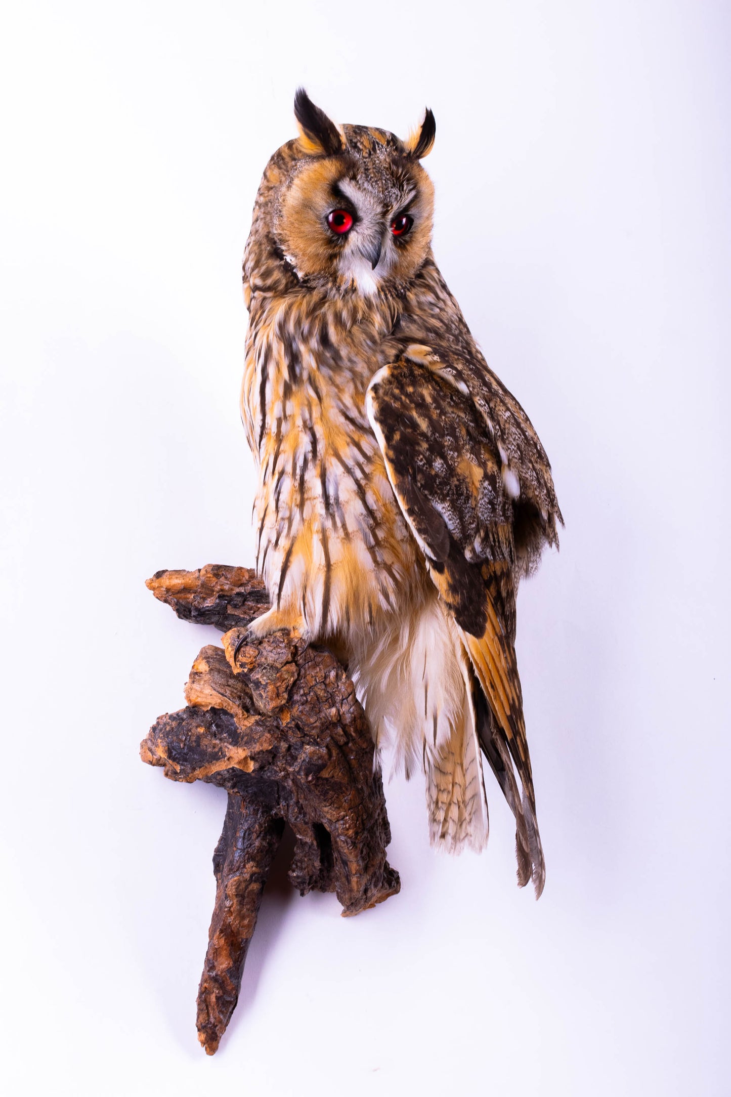 Taxidermy Long-eared owl Wall Mount
