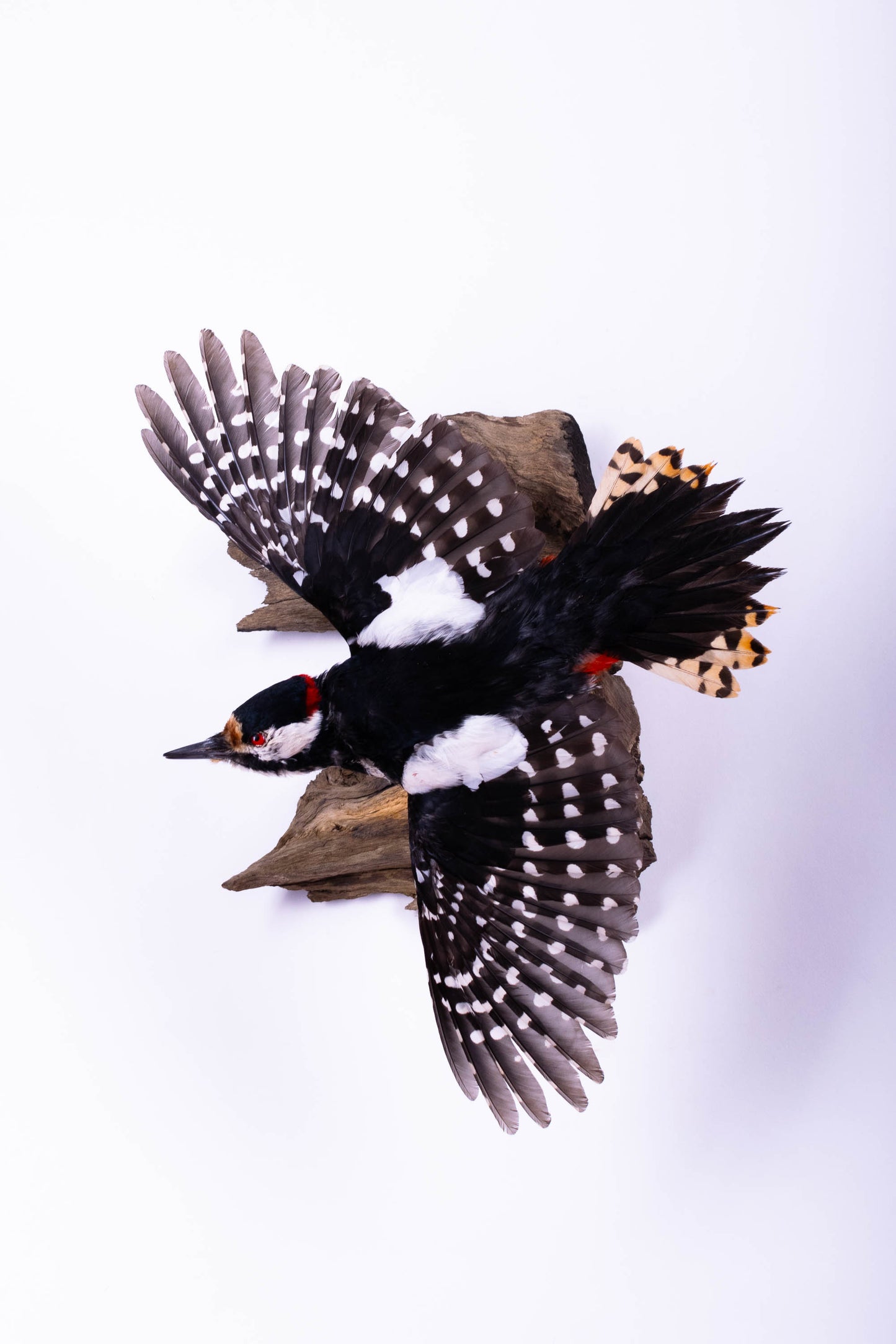 Great Spotted Woodpecker Taxidermy Wall Mount For Sale