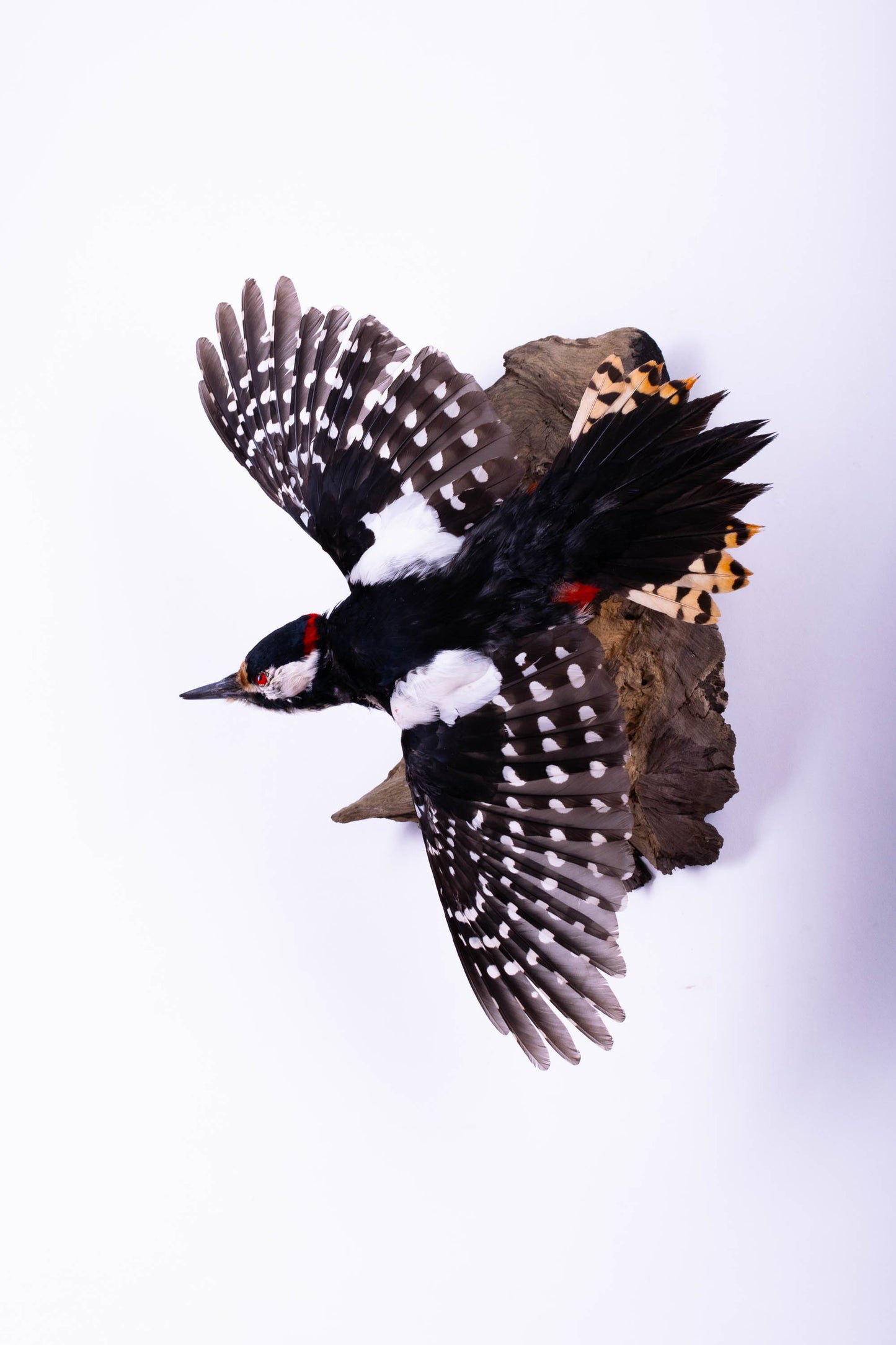 Great Spotted Woodpecker Taxidermy Wall Mount For Sale