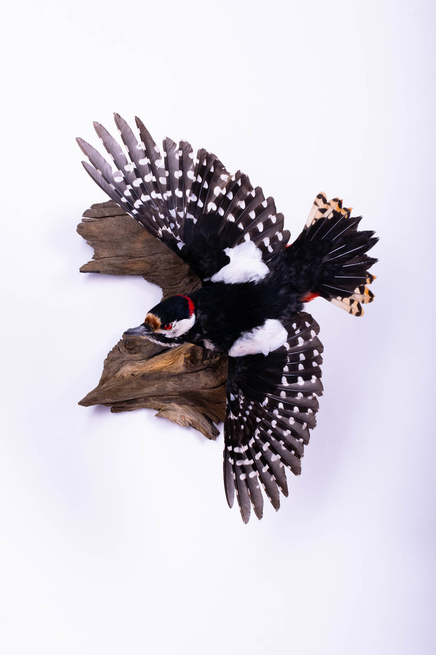 Great Spotted Woodpecker Taxidermy Wall Mount For Sale