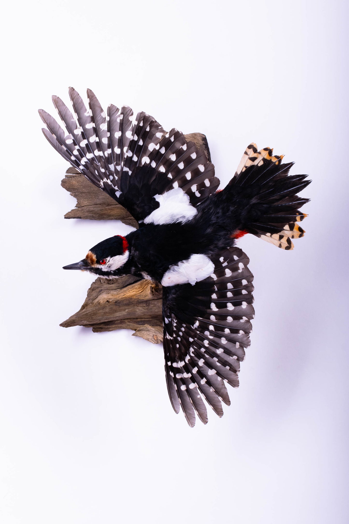 Great Spotted Woodpecker Taxidermy Wall Mount For Sale