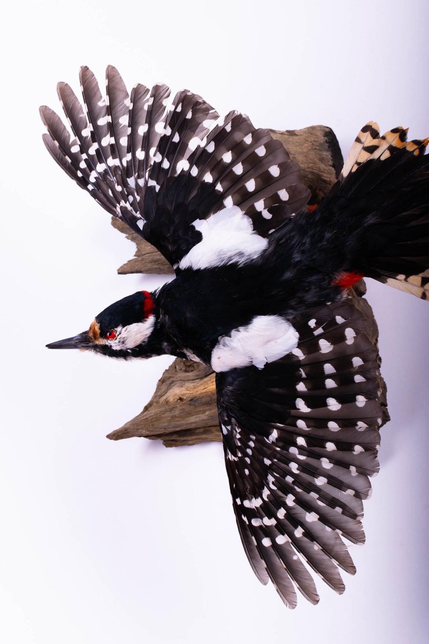 Great Spotted Woodpecker Taxidermy Wall Mount For Sale