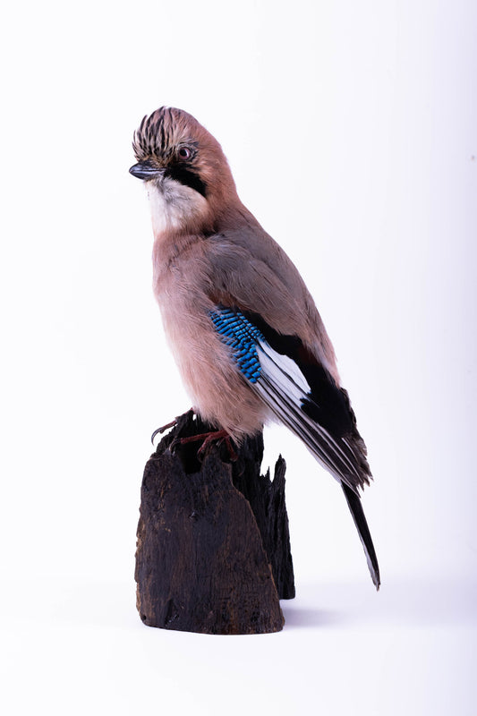 Jay Taxidermy Wall Mount For Sale