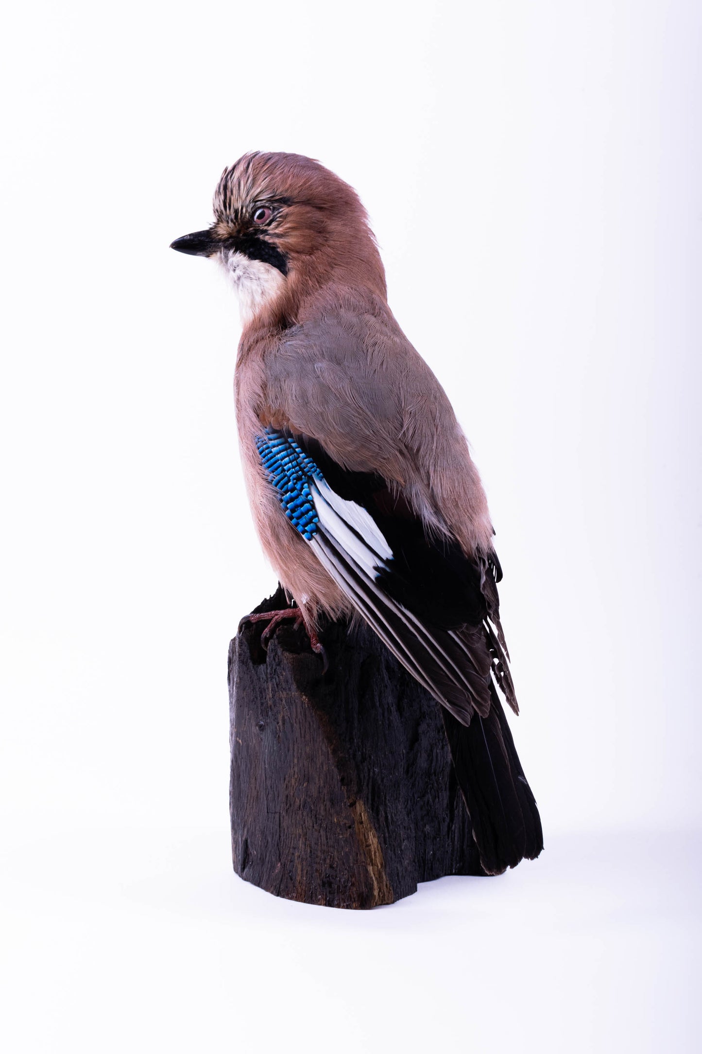Support mural Jay Taxidermy à vendre