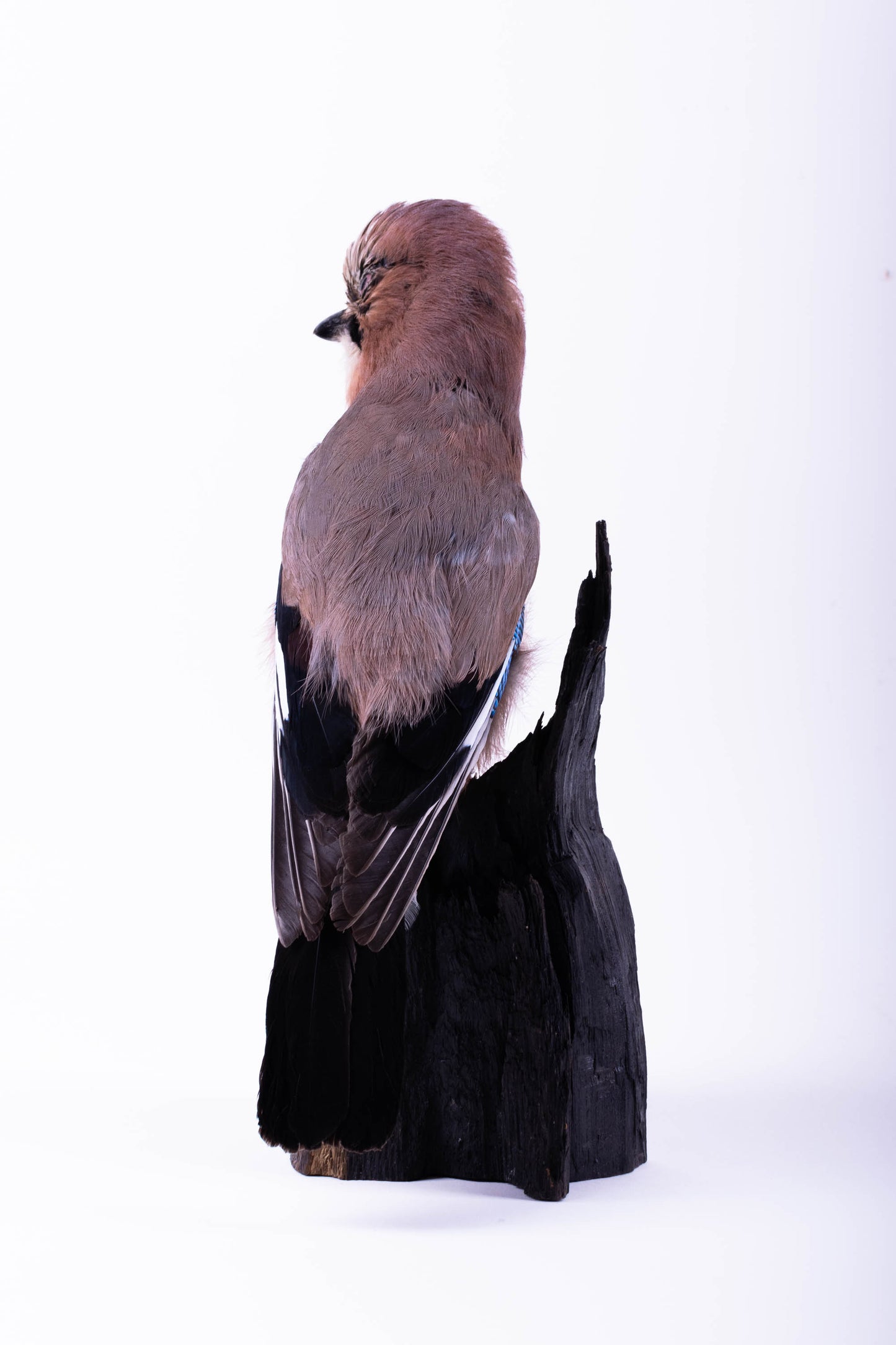Support mural Jay Taxidermy à vendre