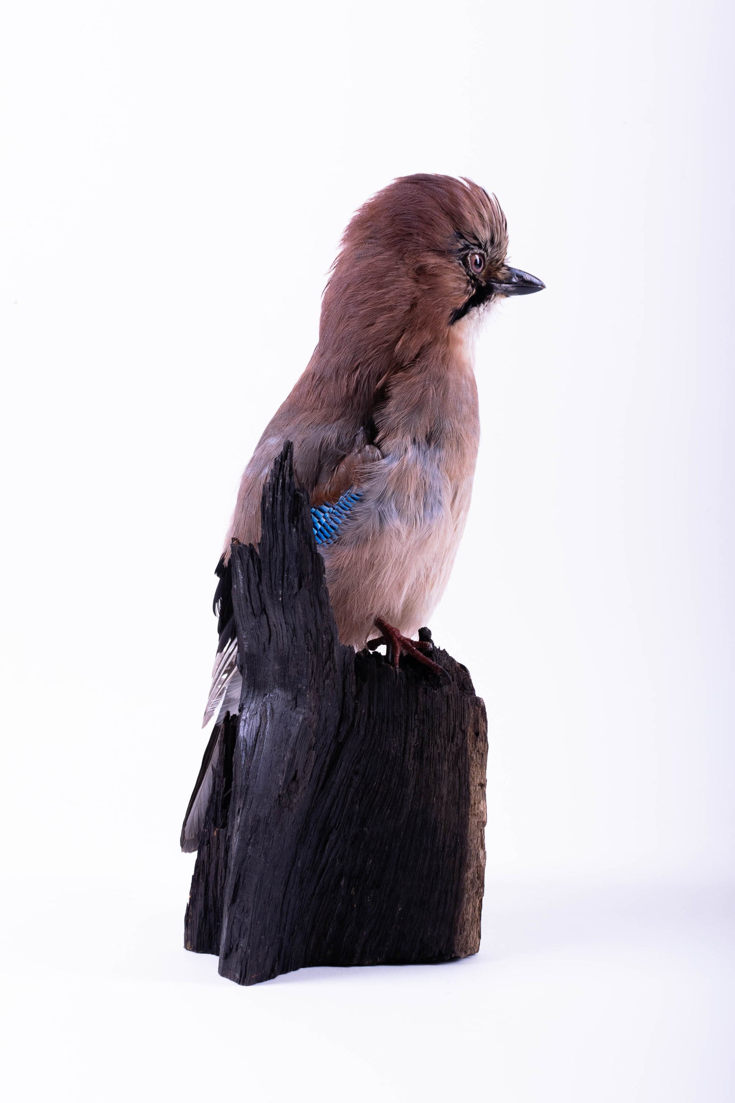 Support mural Jay Taxidermy à vendre