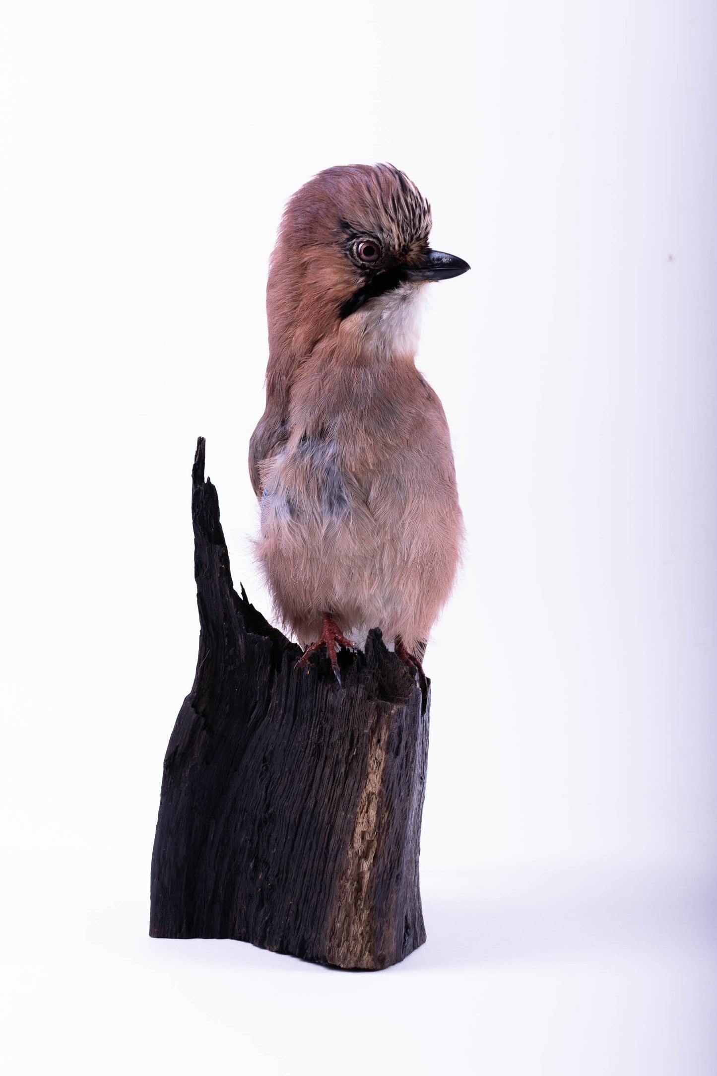 Support mural Jay Taxidermy à vendre