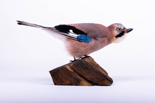 Jay Taxidermy Standing Mount For Sale