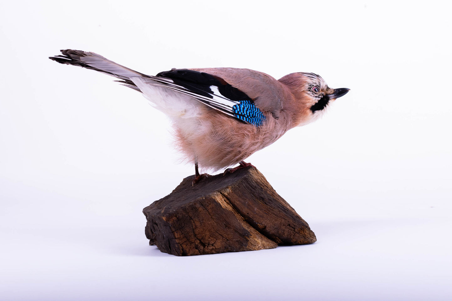 Support mural Jay Taxidermy à vendre