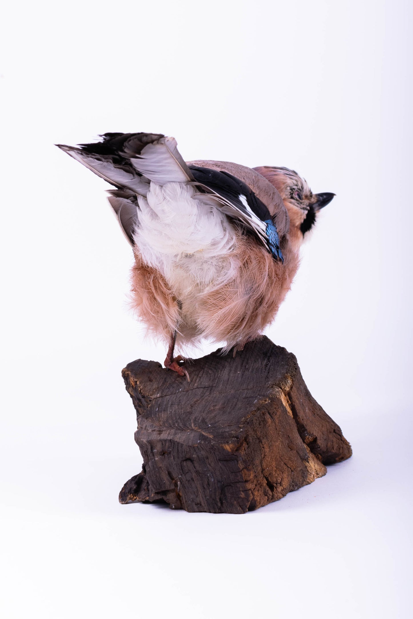 Support mural Jay Taxidermy à vendre