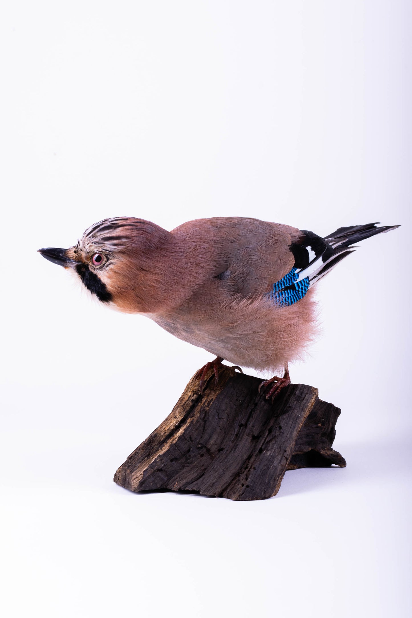 Support mural Jay Taxidermy à vendre