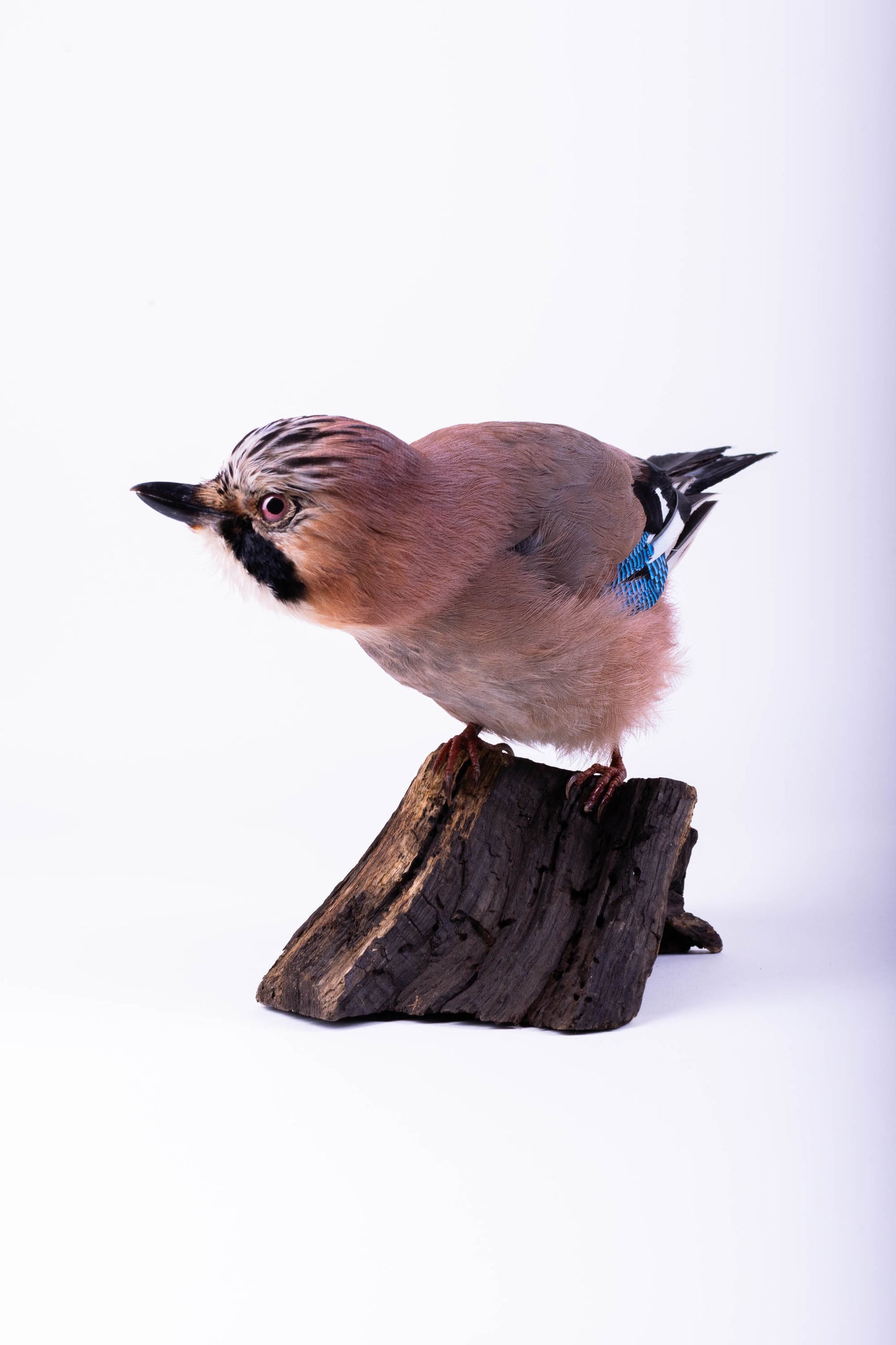 Support mural Jay Taxidermy à vendre