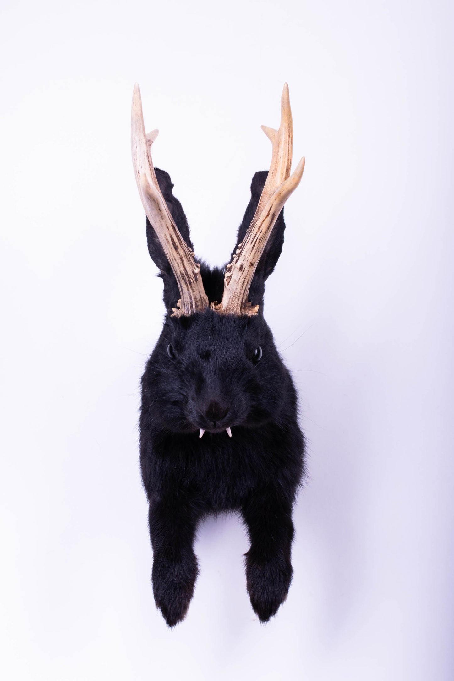 Jackalope Hare Taxidermy Wall Mount For Sale