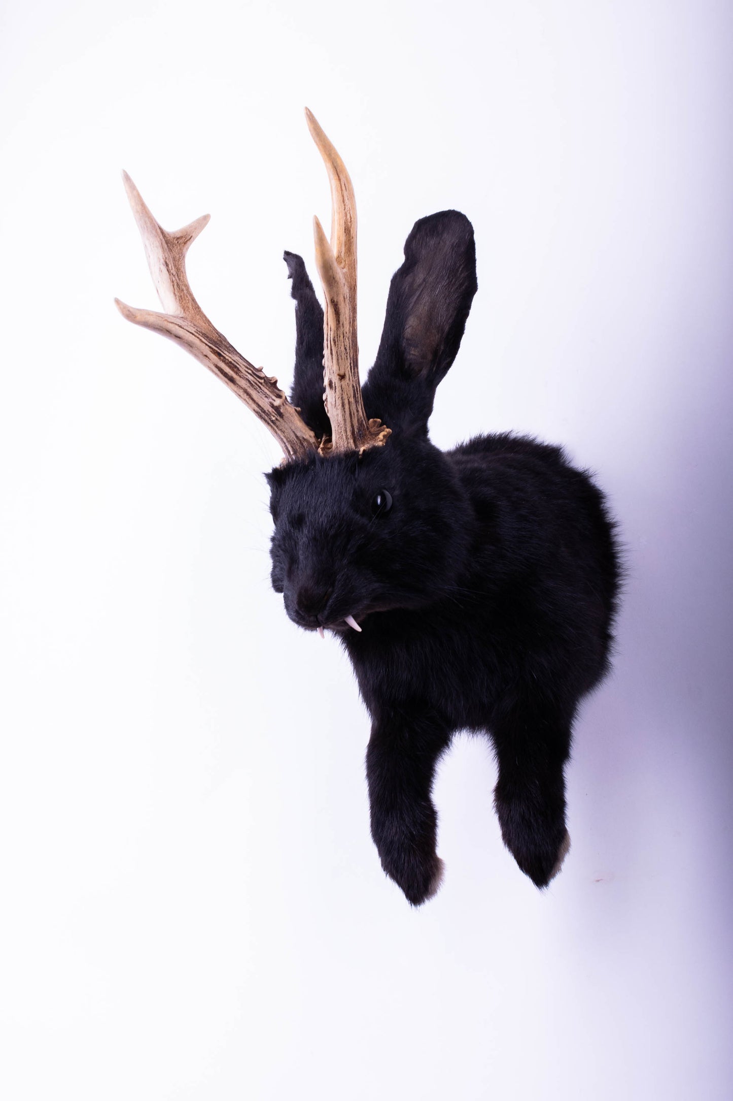 Jackalope Hare Taxidermy Wall Mount For Sale