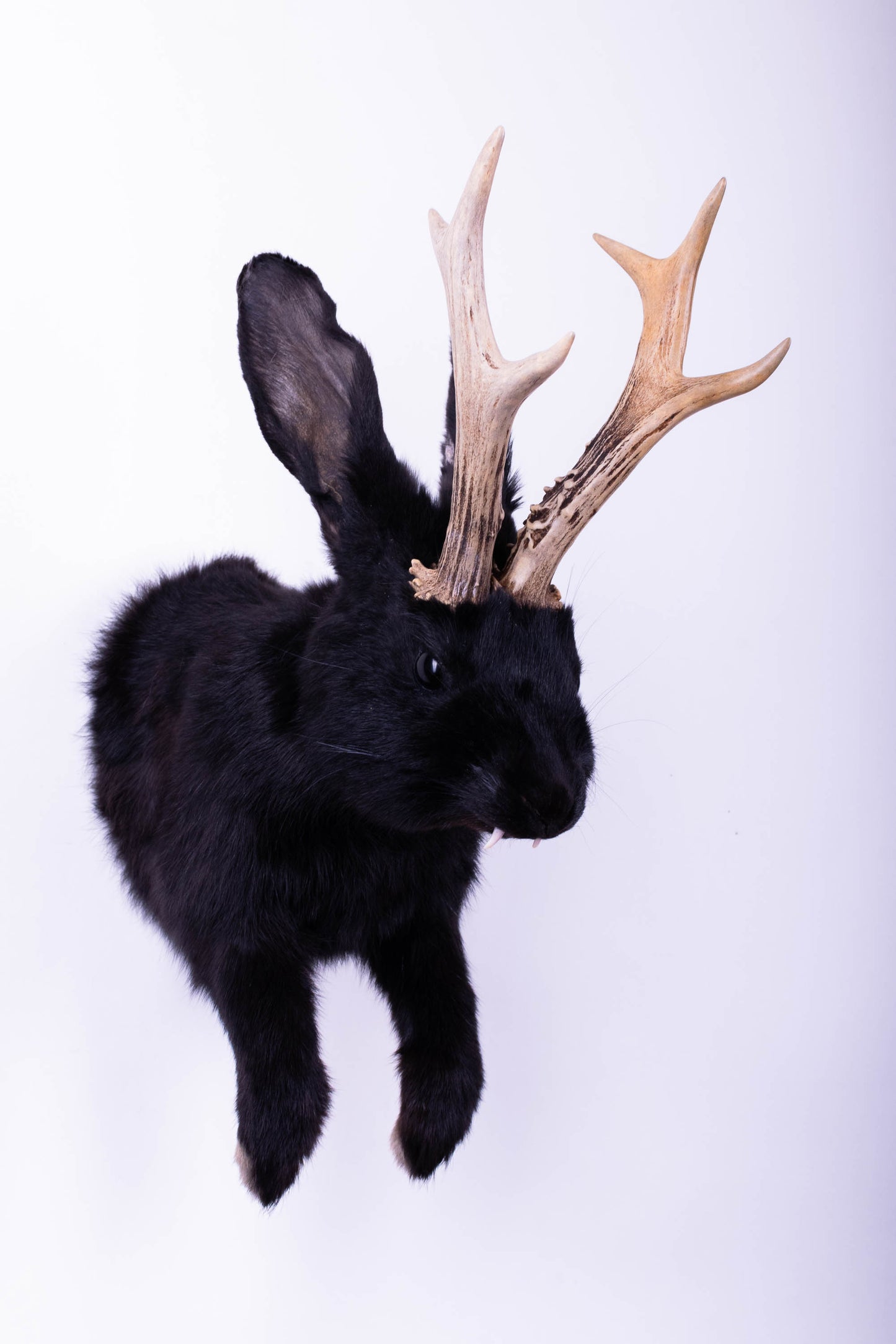 Jackalope Hare Taxidermy Wall Mount For Sale