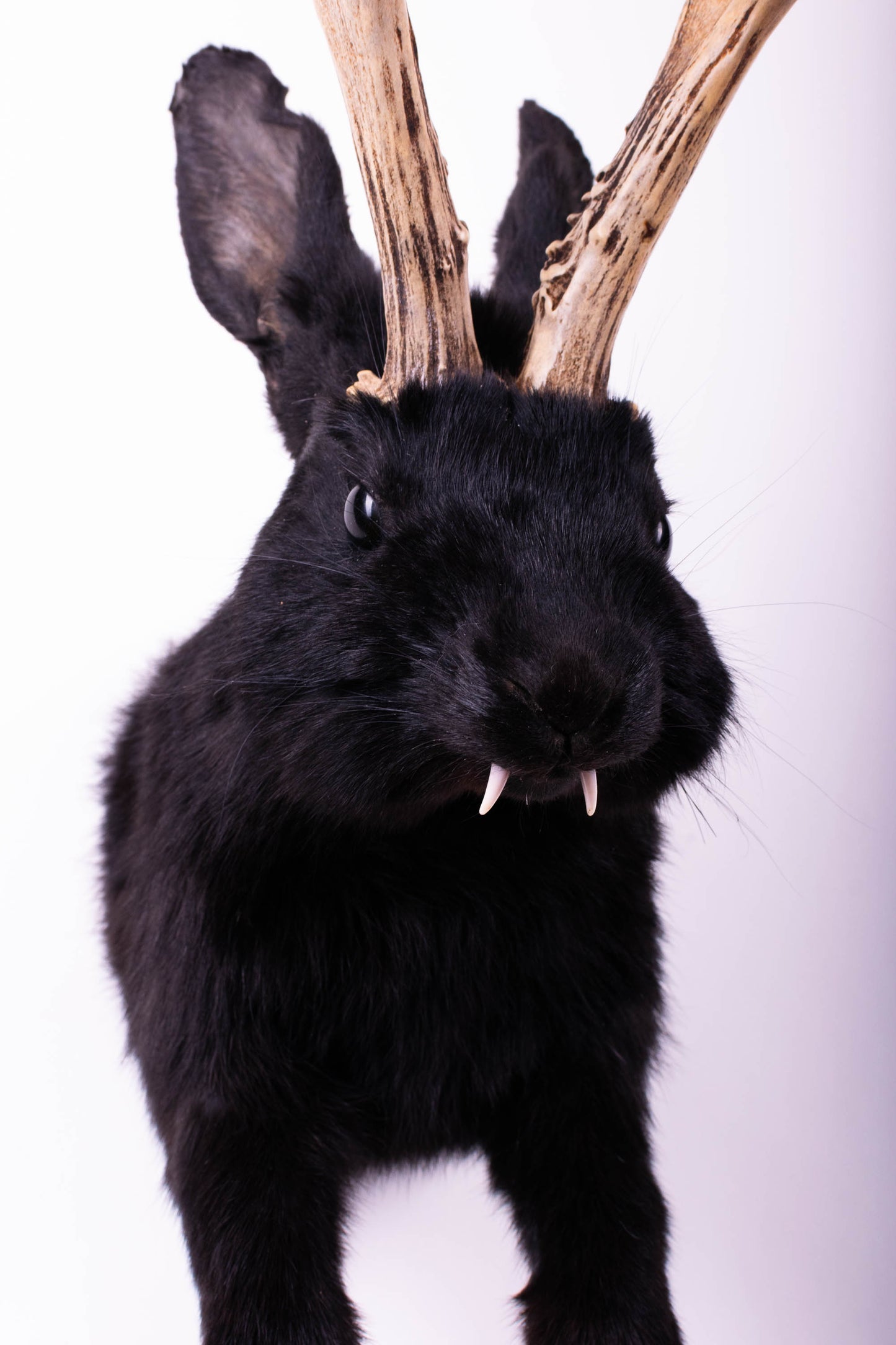 Jackalope Hare Taxidermy Wall Mount For Sale
