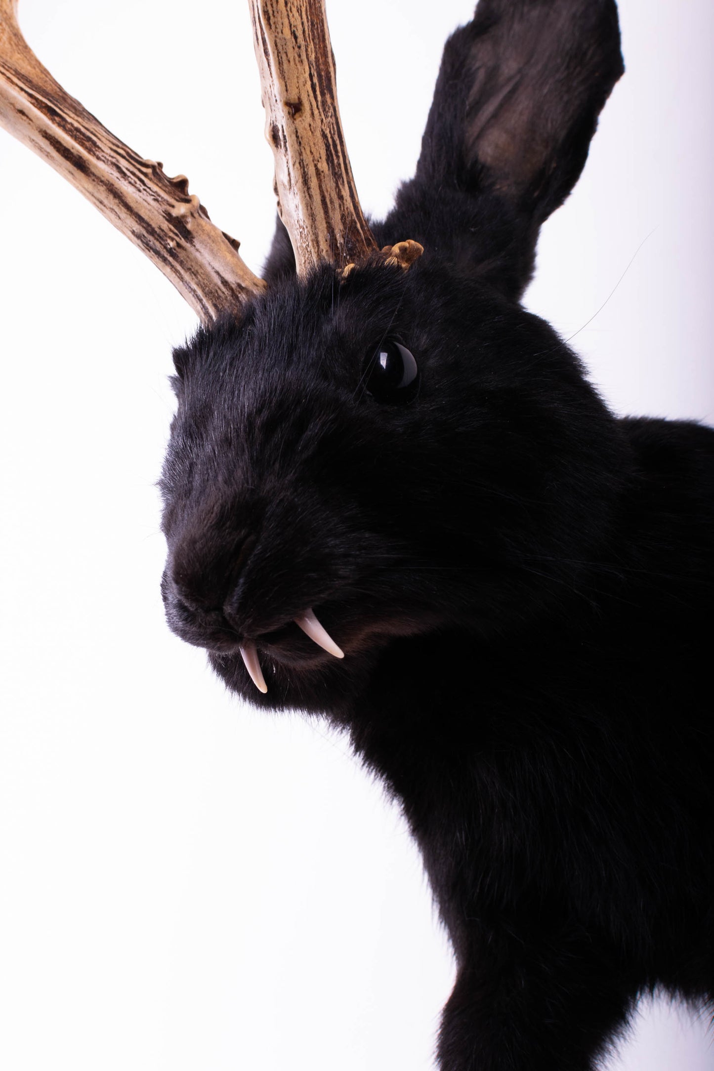 Jackalope Hare Taxidermy Wall Mount For Sale