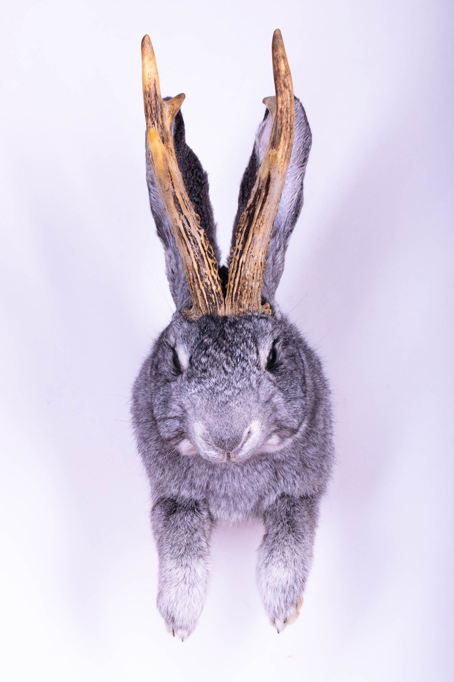 Jackalope Hare Taxidermy Wall Mount For Sale