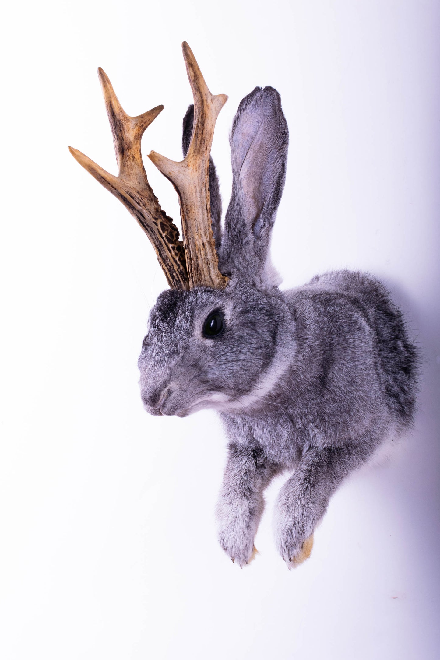 Jackalope Hare Taxidermy Wall Mount For Sale