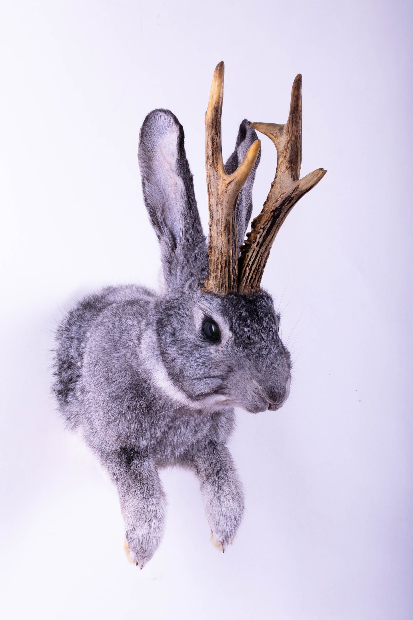 Jackalope Hare Taxidermy Wall Mount For Sale
