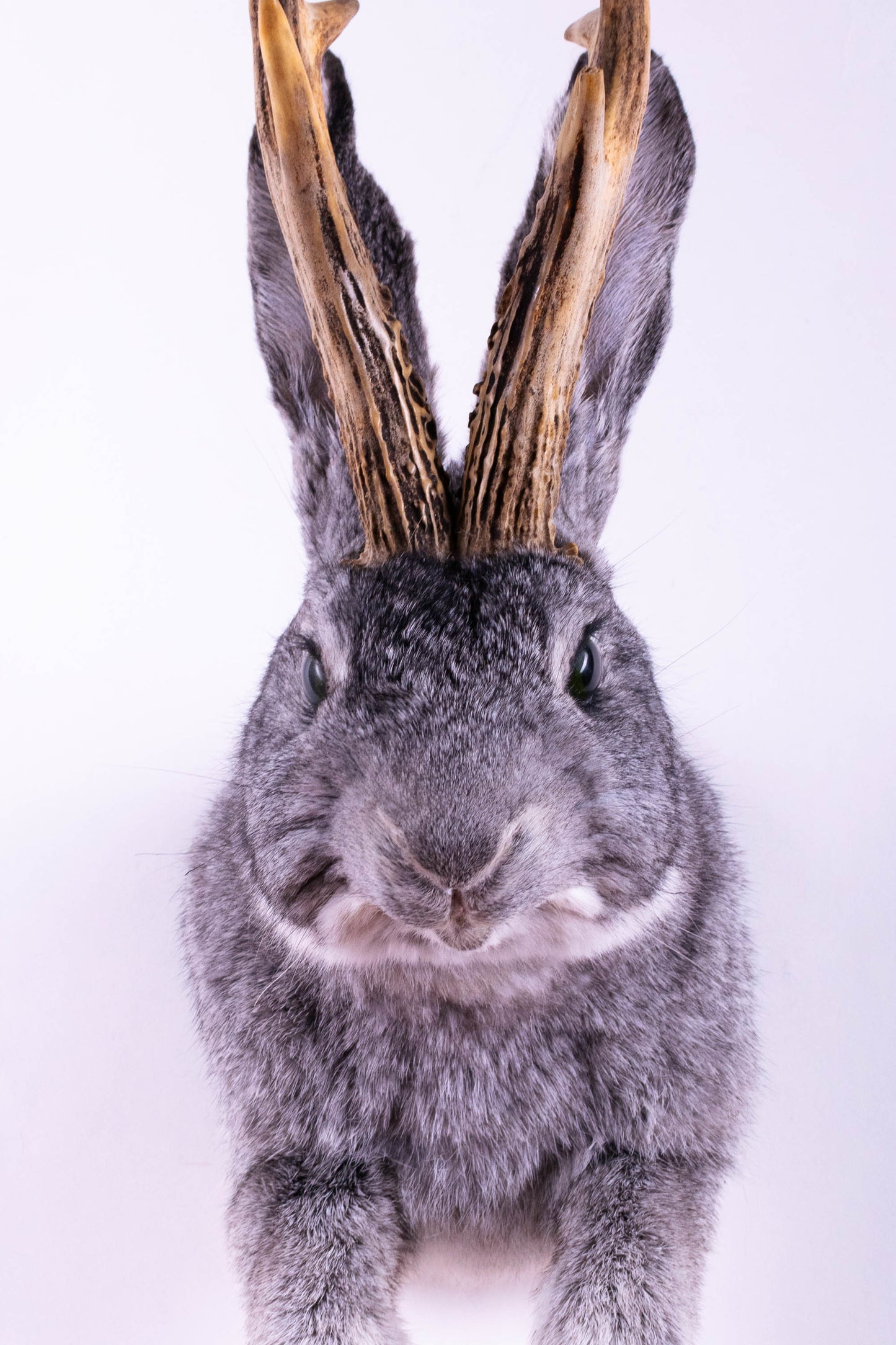 Jackalope Hare Taxidermy Wall Mount For Sale