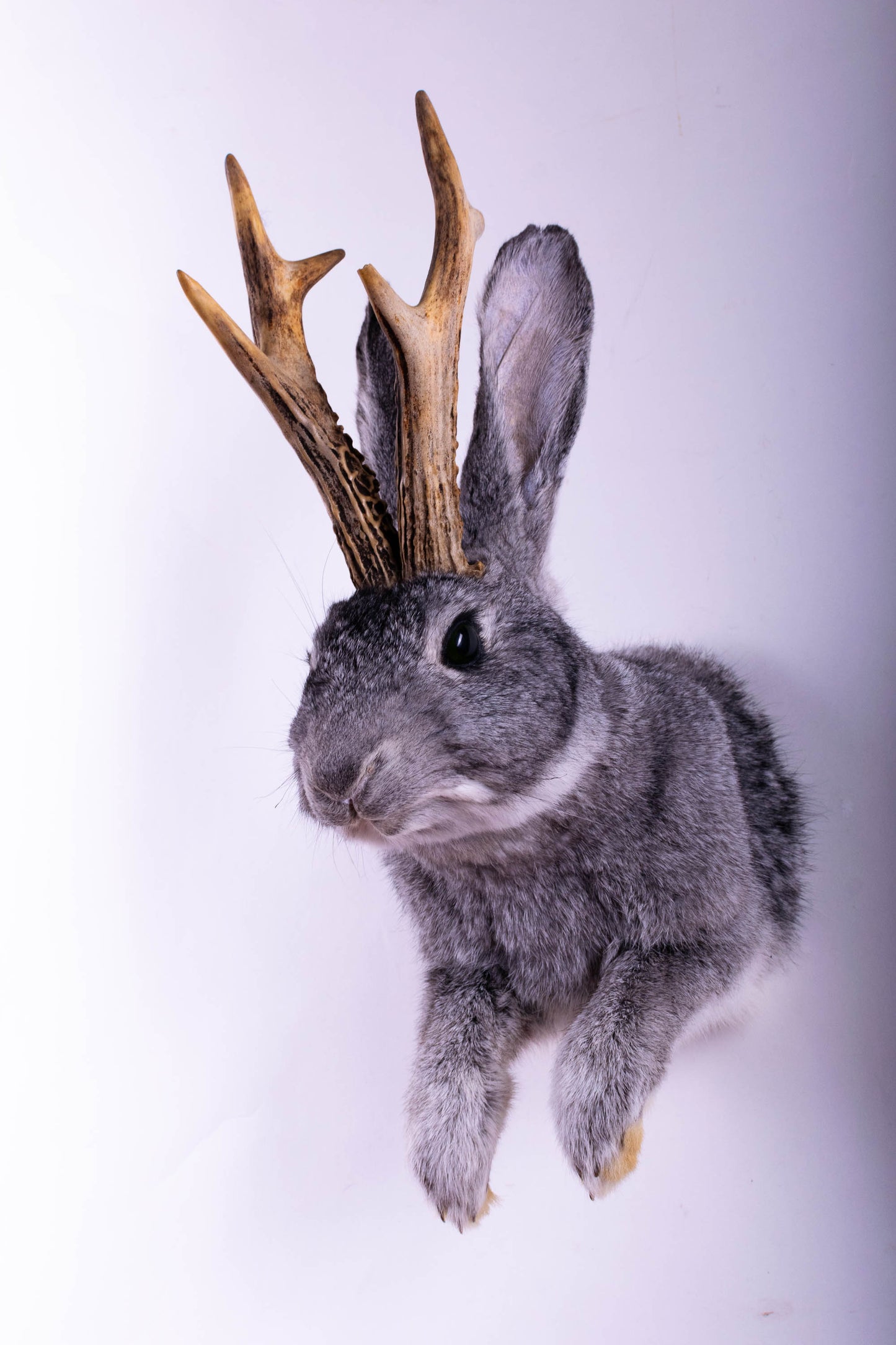 Jackalope Hare Taxidermy Wall Mount For Sale