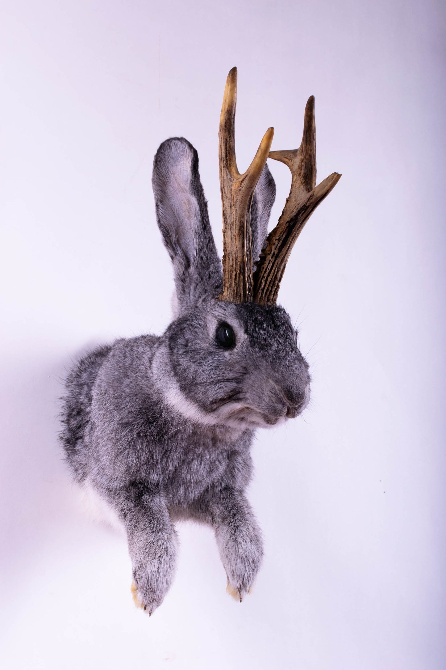 Jackalope Hare Taxidermy Wall Mount For Sale