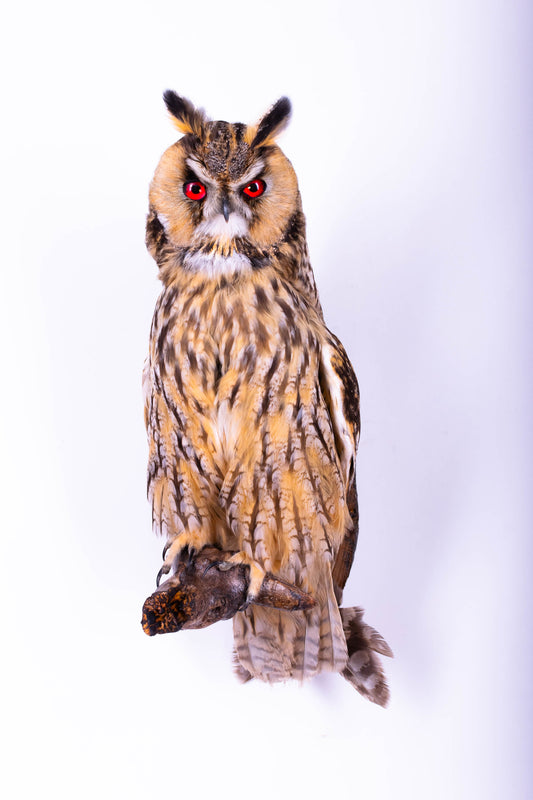 Taxidermy Wall Mount Owl