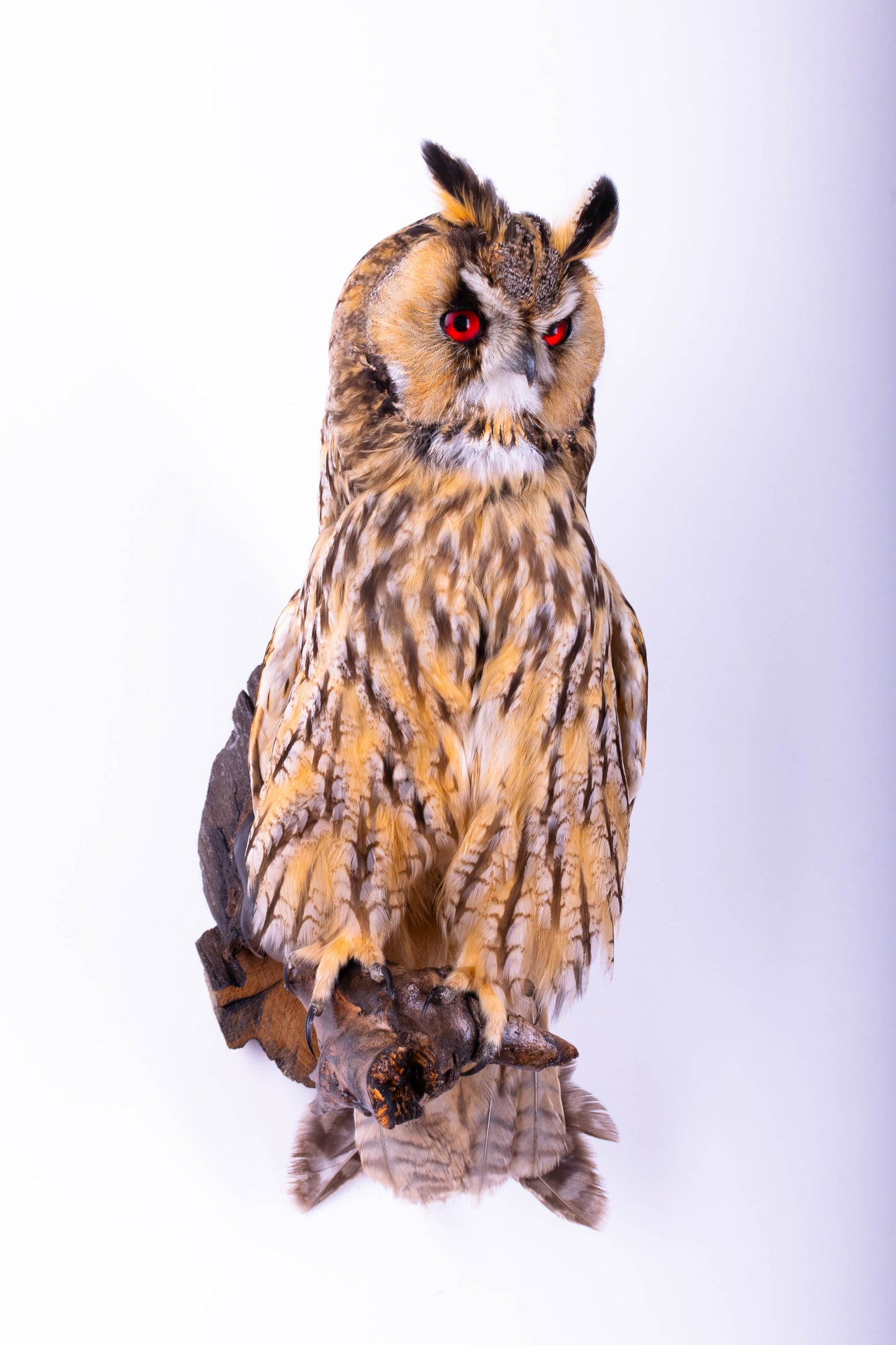 Taxidermy Wall Mount Owl