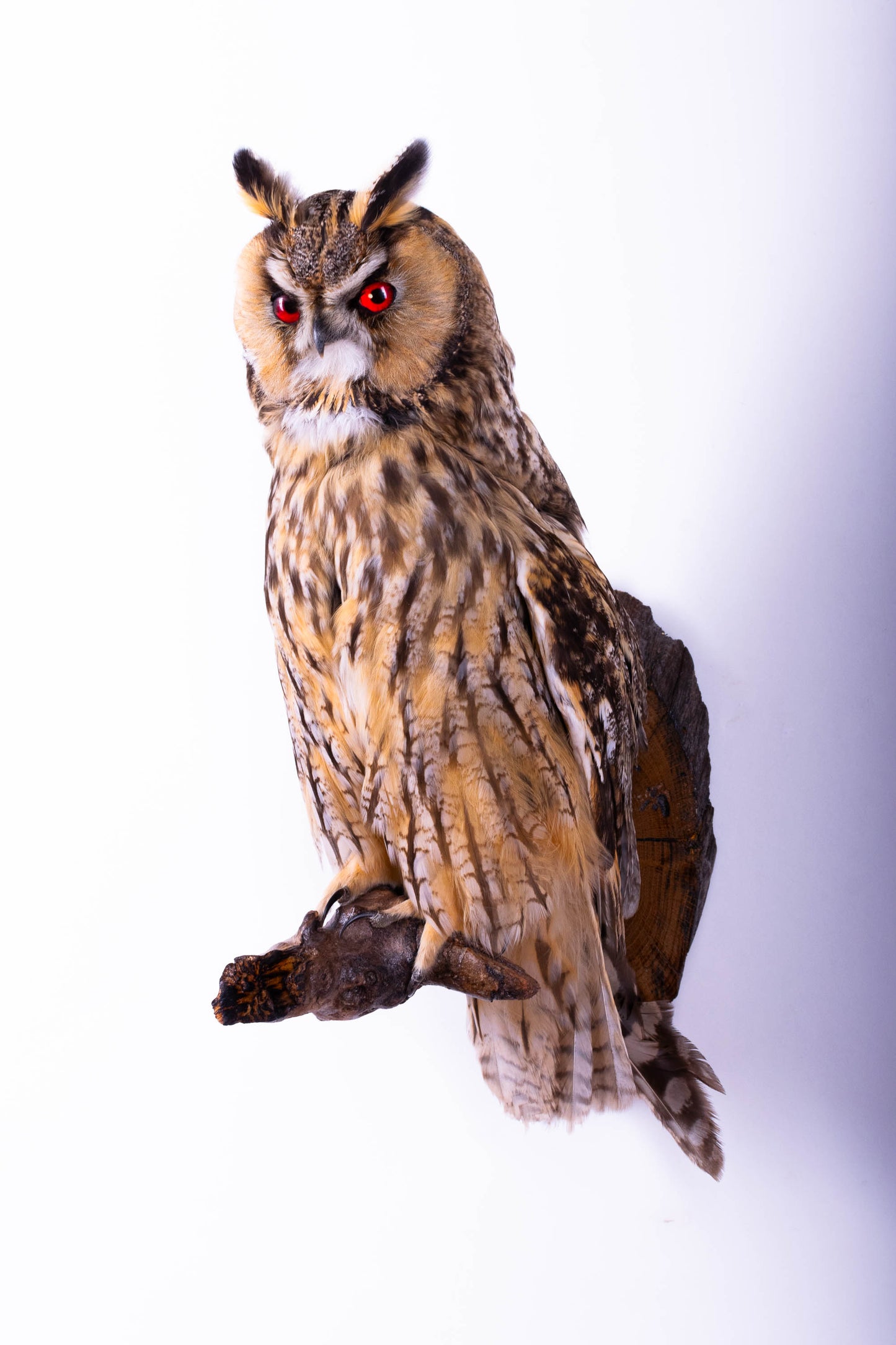Taxidermy Wall Mount Owl
