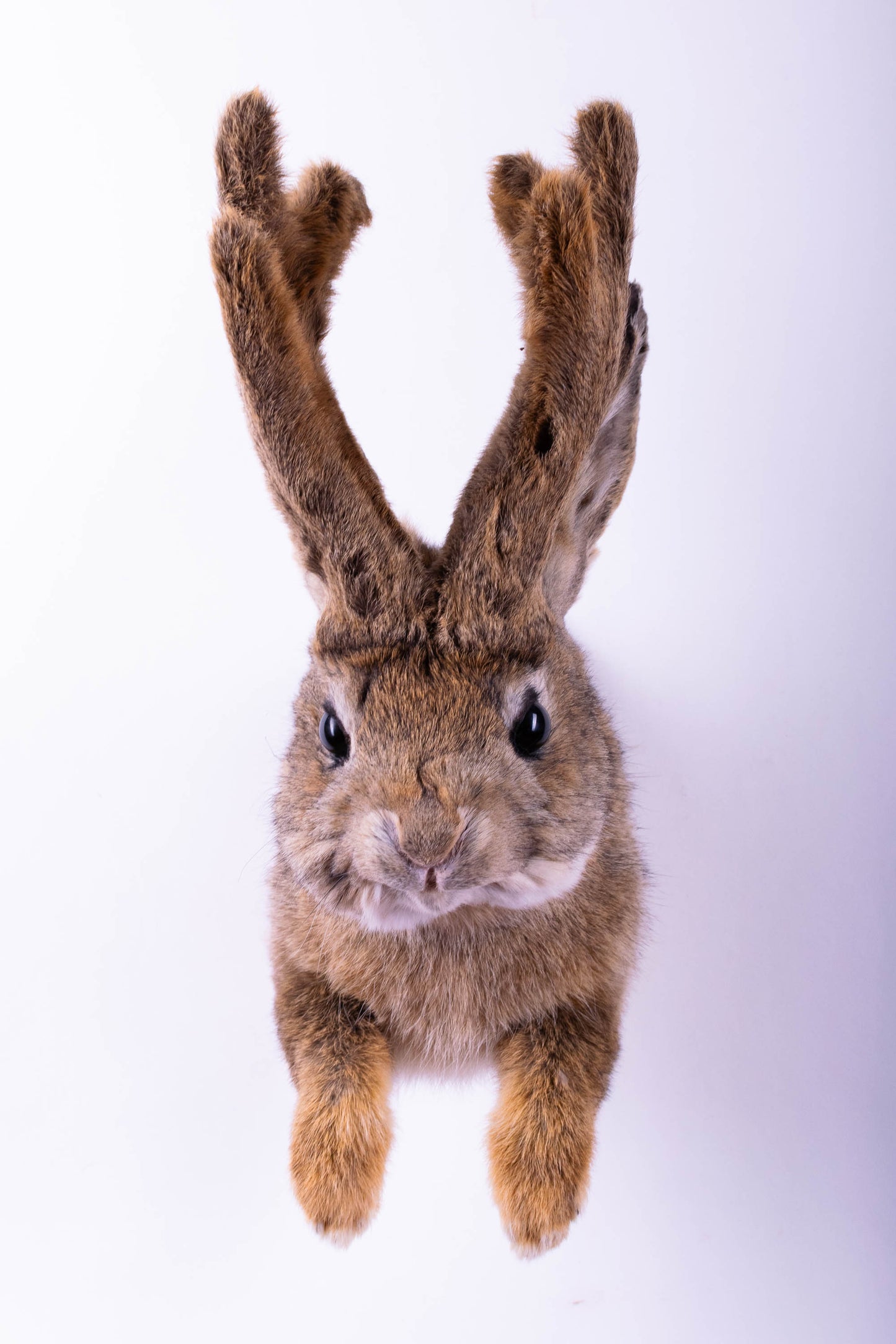 Jackalope Hare Taxidermy Wall Mount For Sale