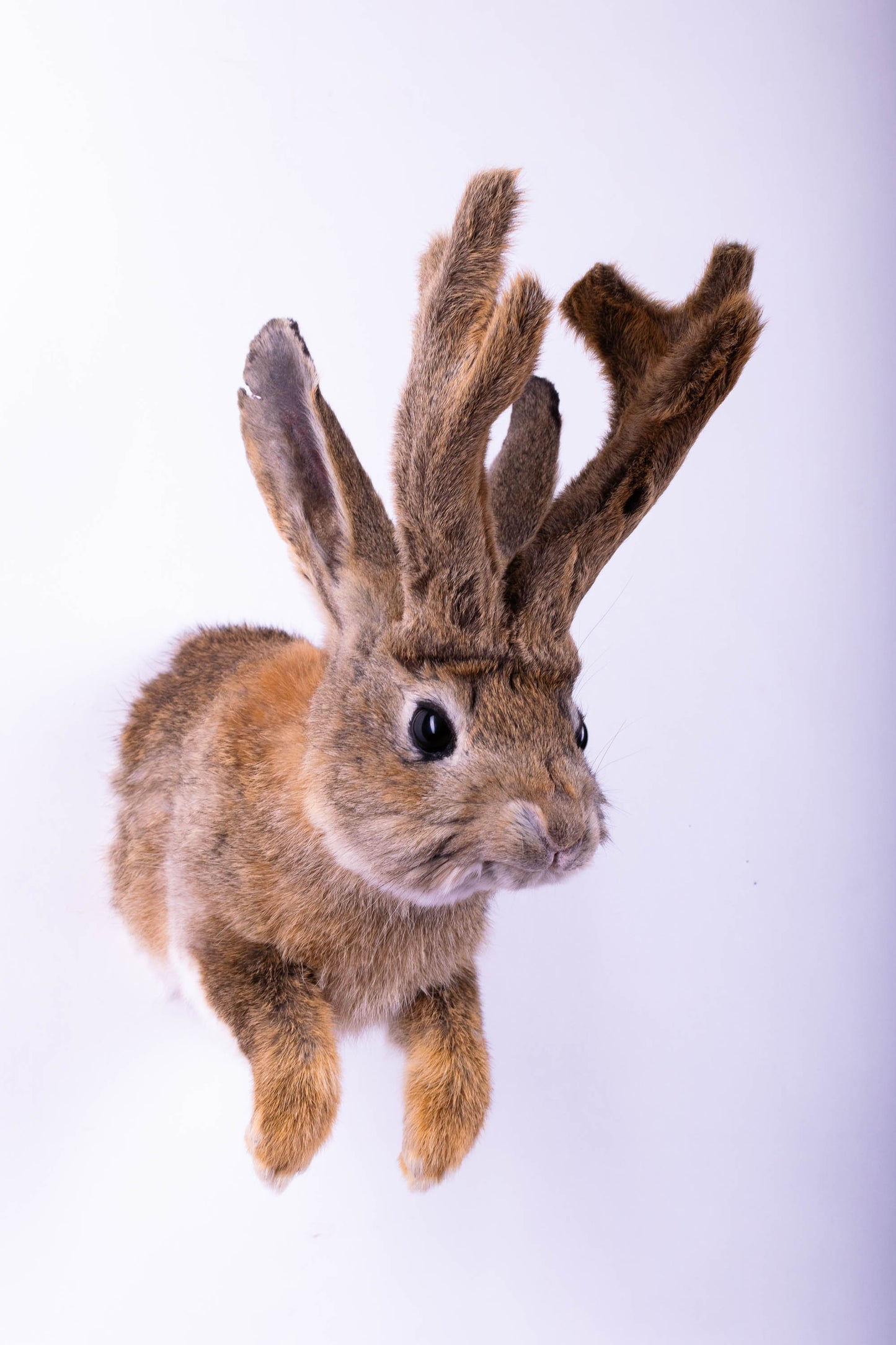 Jackalope Hare Taxidermy Wall Mount For Sale
