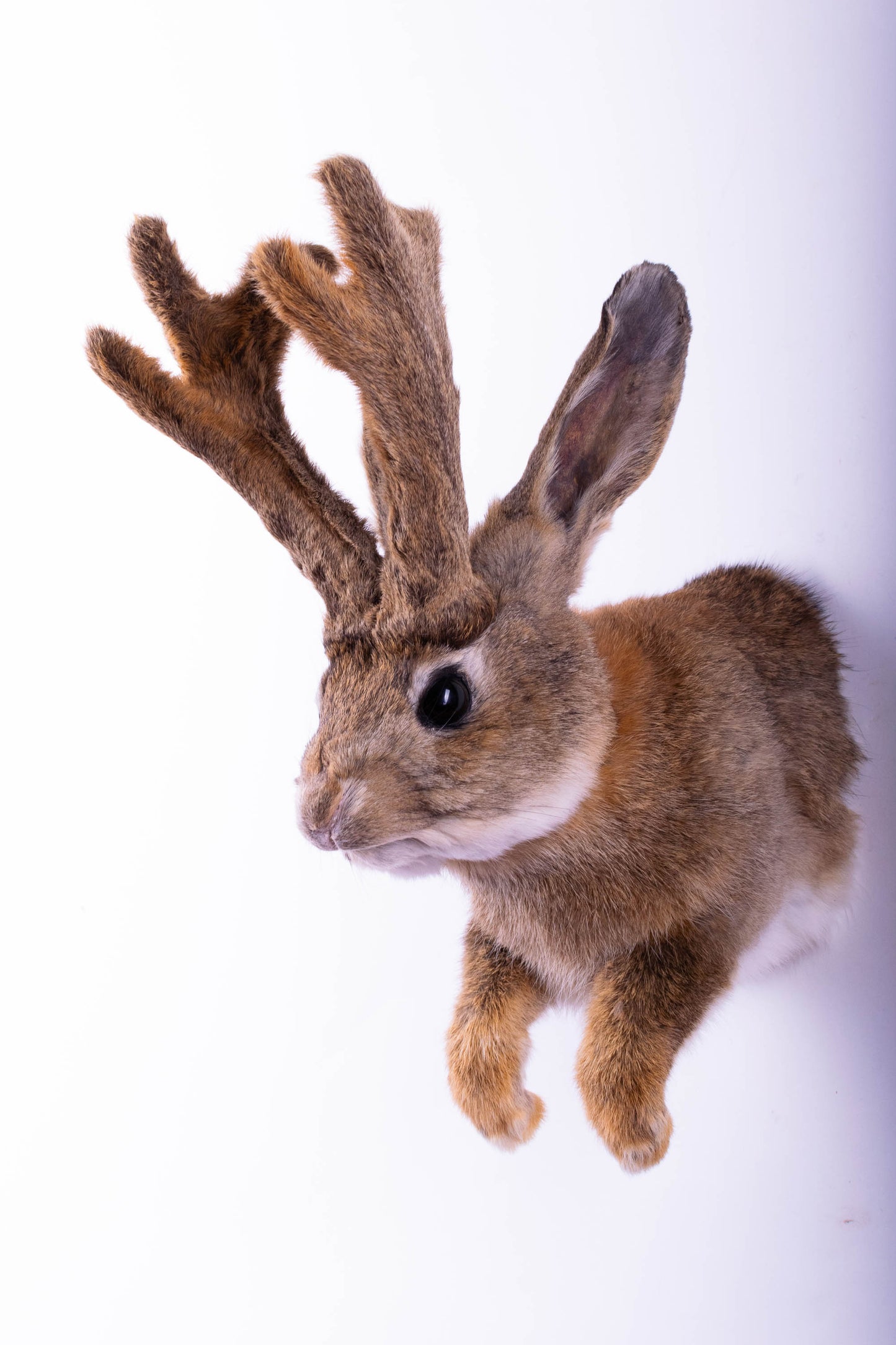 Jackalope Hare Taxidermy Wall Mount For Sale