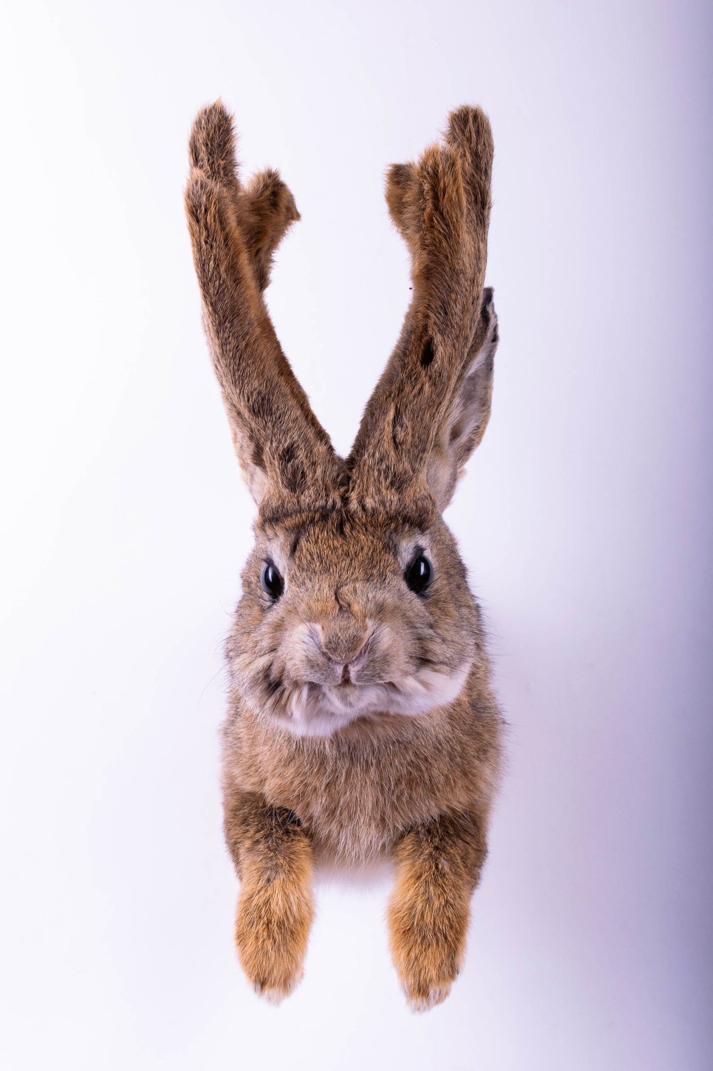 Jackalope Hare Taxidermy Wall Mount For Sale