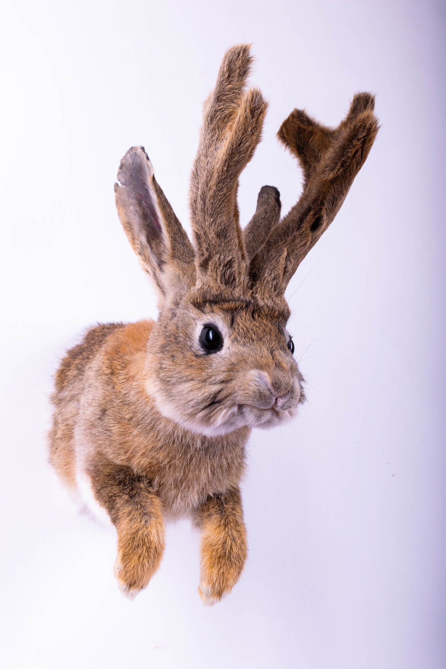 Jackalope Hare Taxidermy Wall Mount For Sale